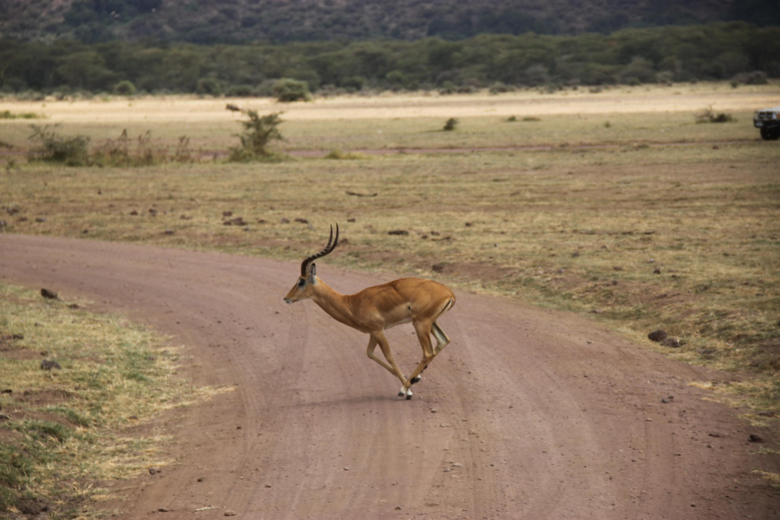 Lake Manyara National Park. Andrey Filippov Photographer