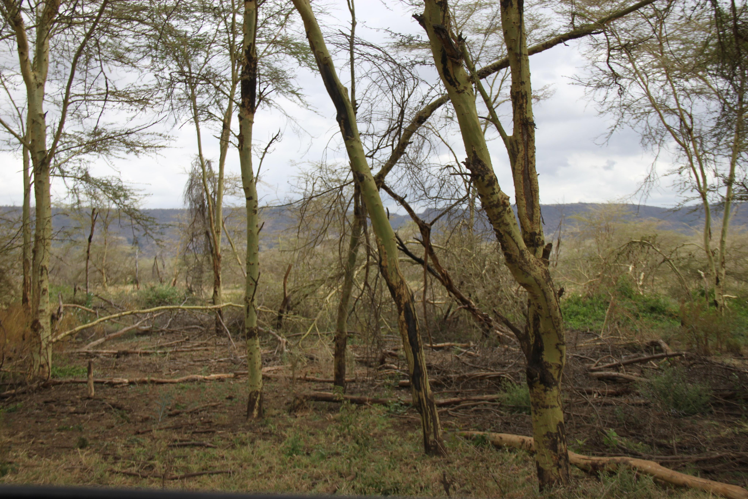 Lake Manyara National Park. Andrey Filippov Photographer