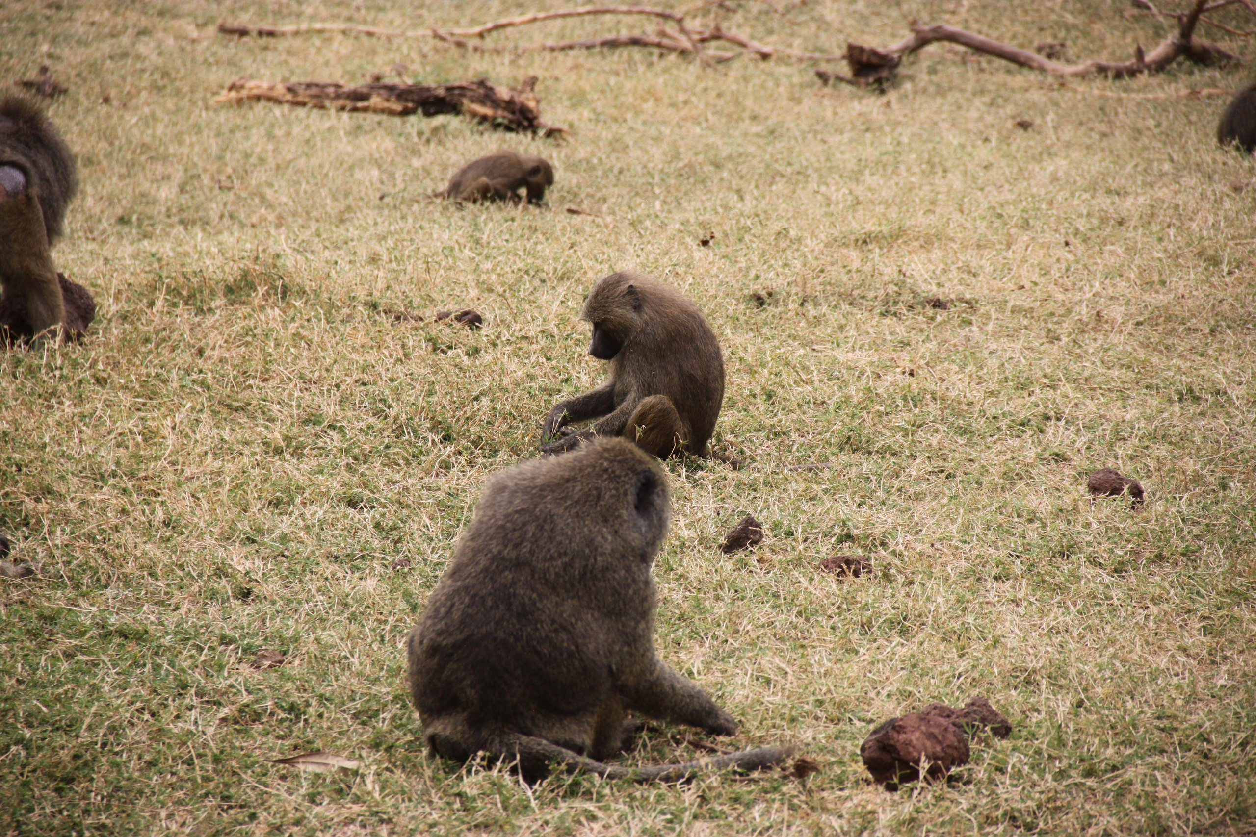 Lake Manyara National Park. Andrey Filippov Photographer