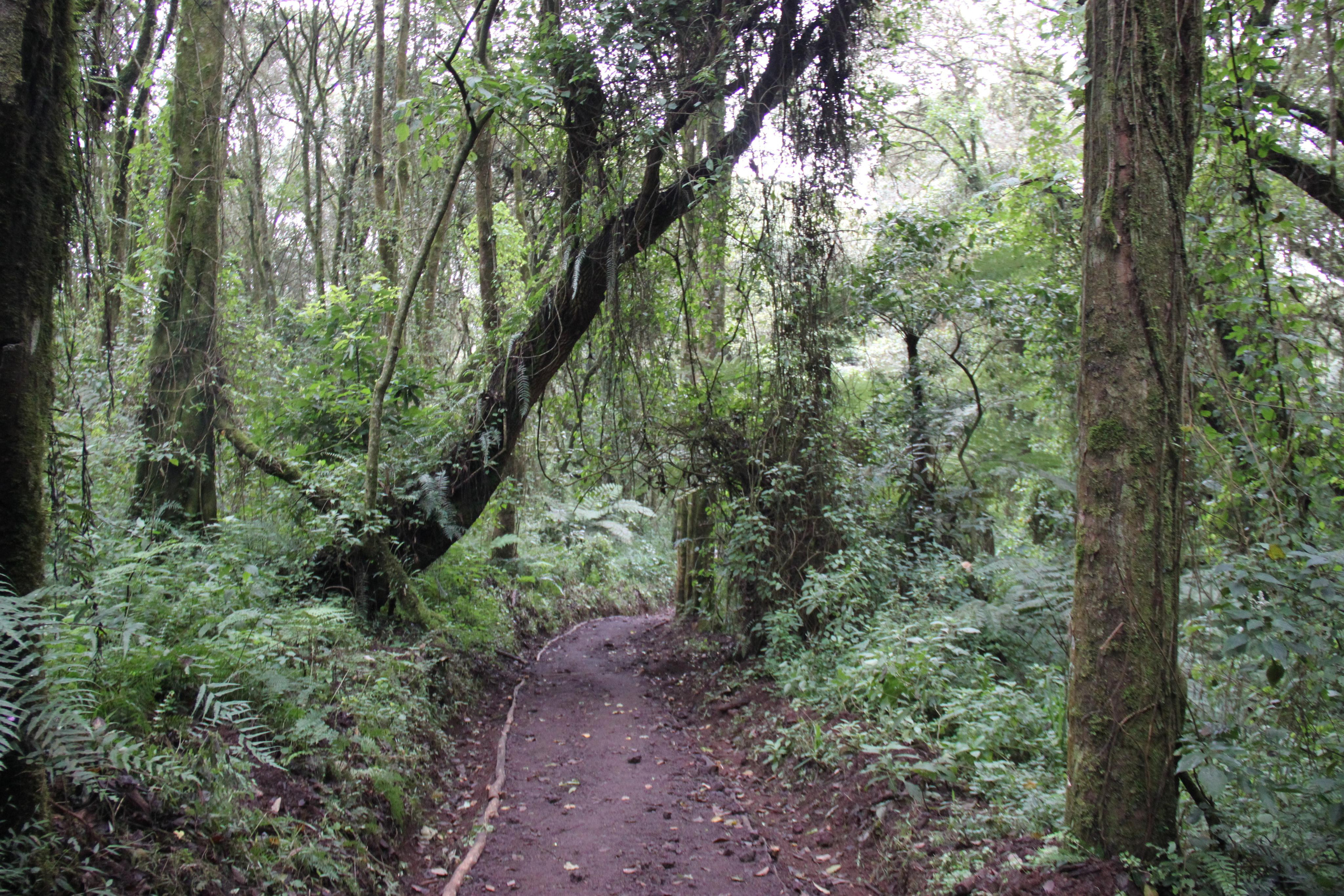 Mount Kilimanjaro. Andrey Filippov Photographer