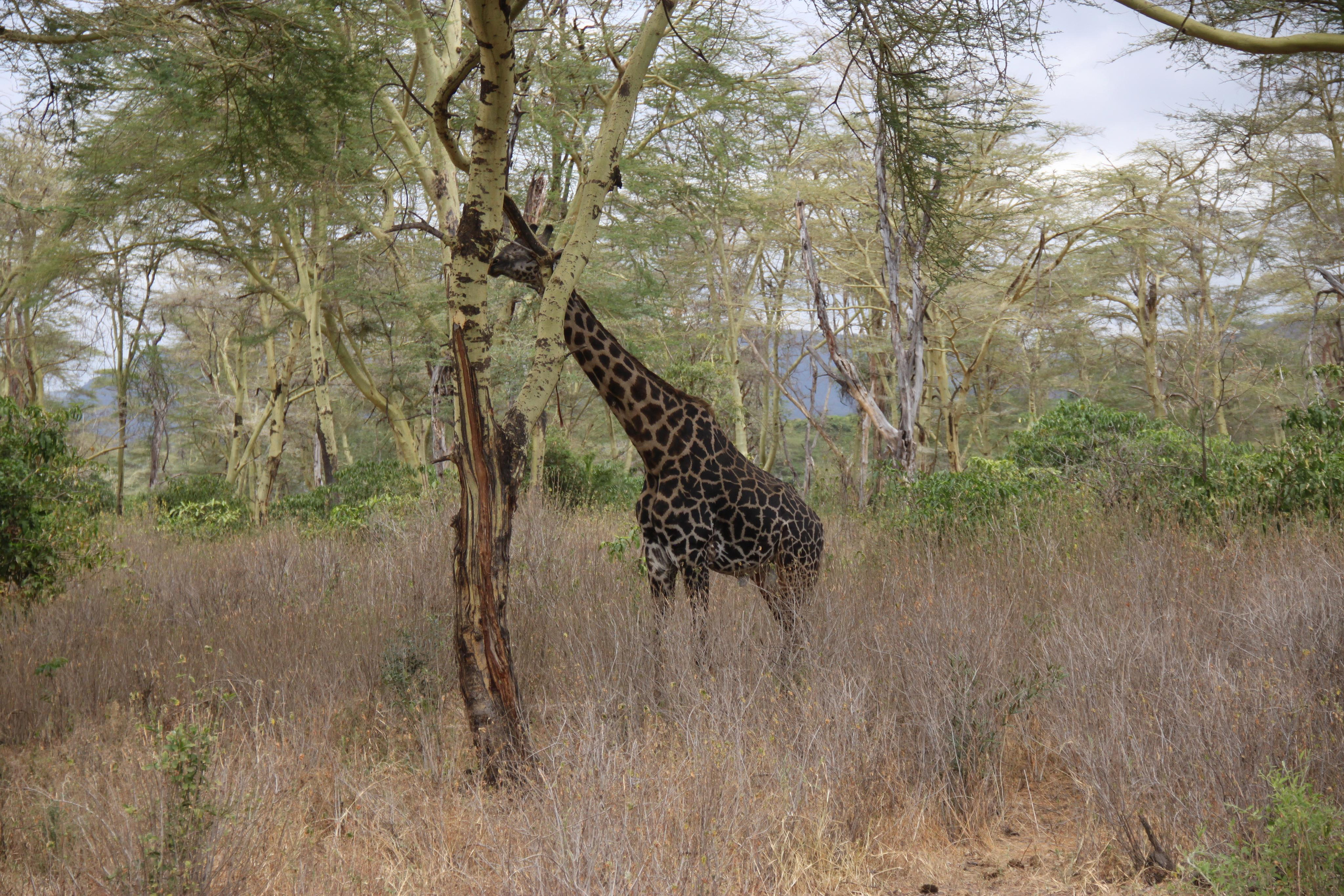 Lake Manyara National Park. Andrey Filippov Photographer