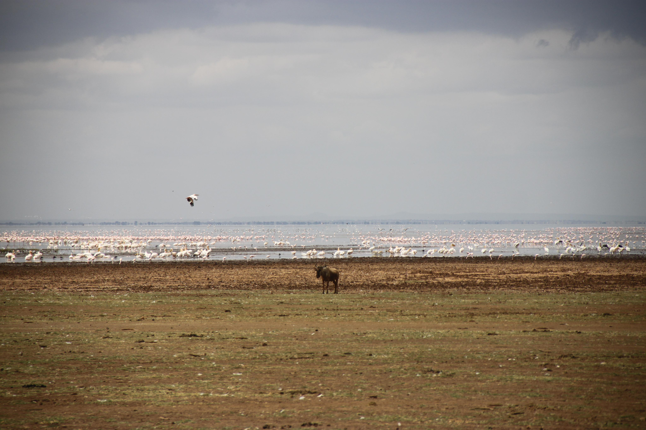 Lake Manyara National Park. Andrey Filippov Photographer