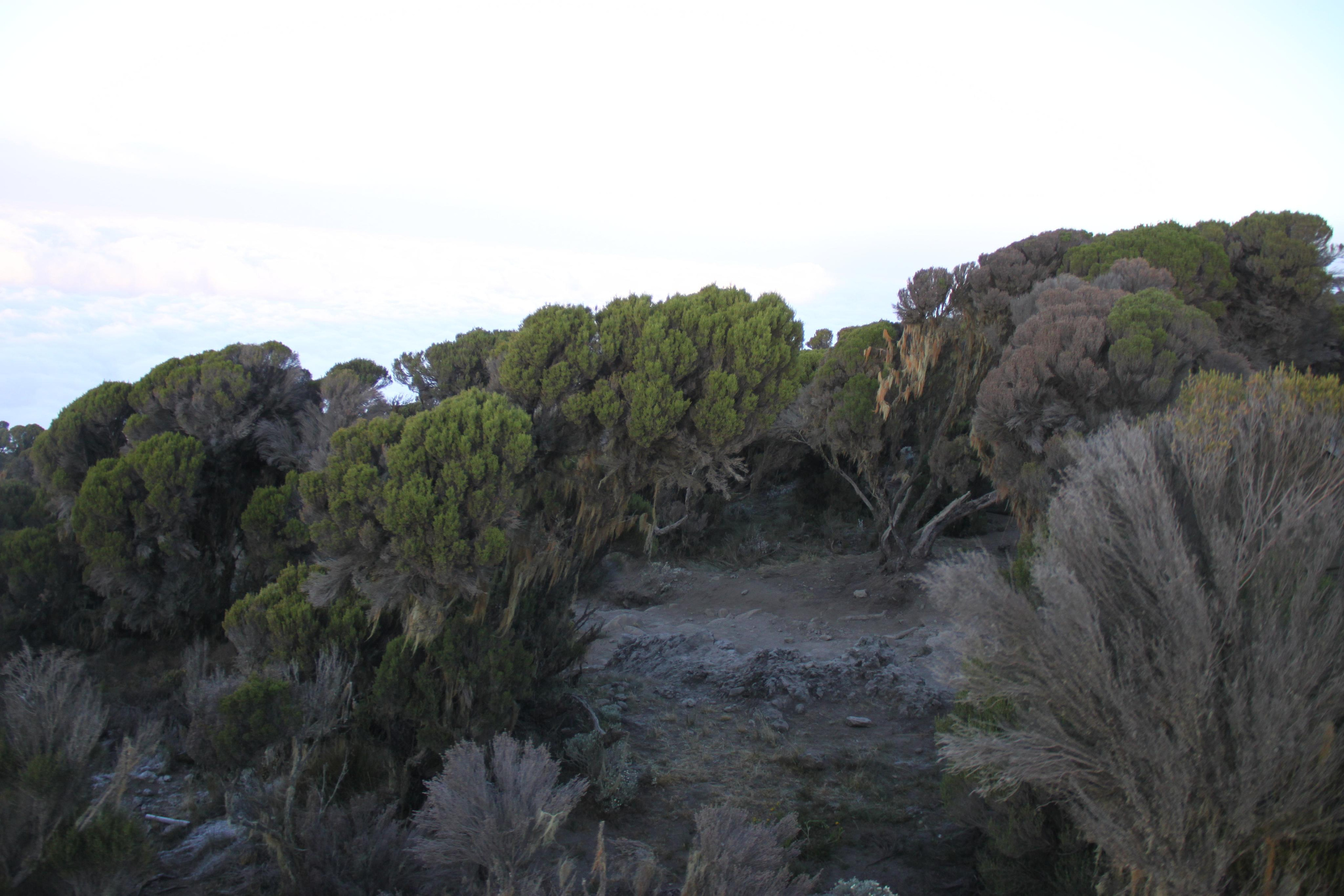 Mount Kilimanjaro. Andrey Filippov Photographer