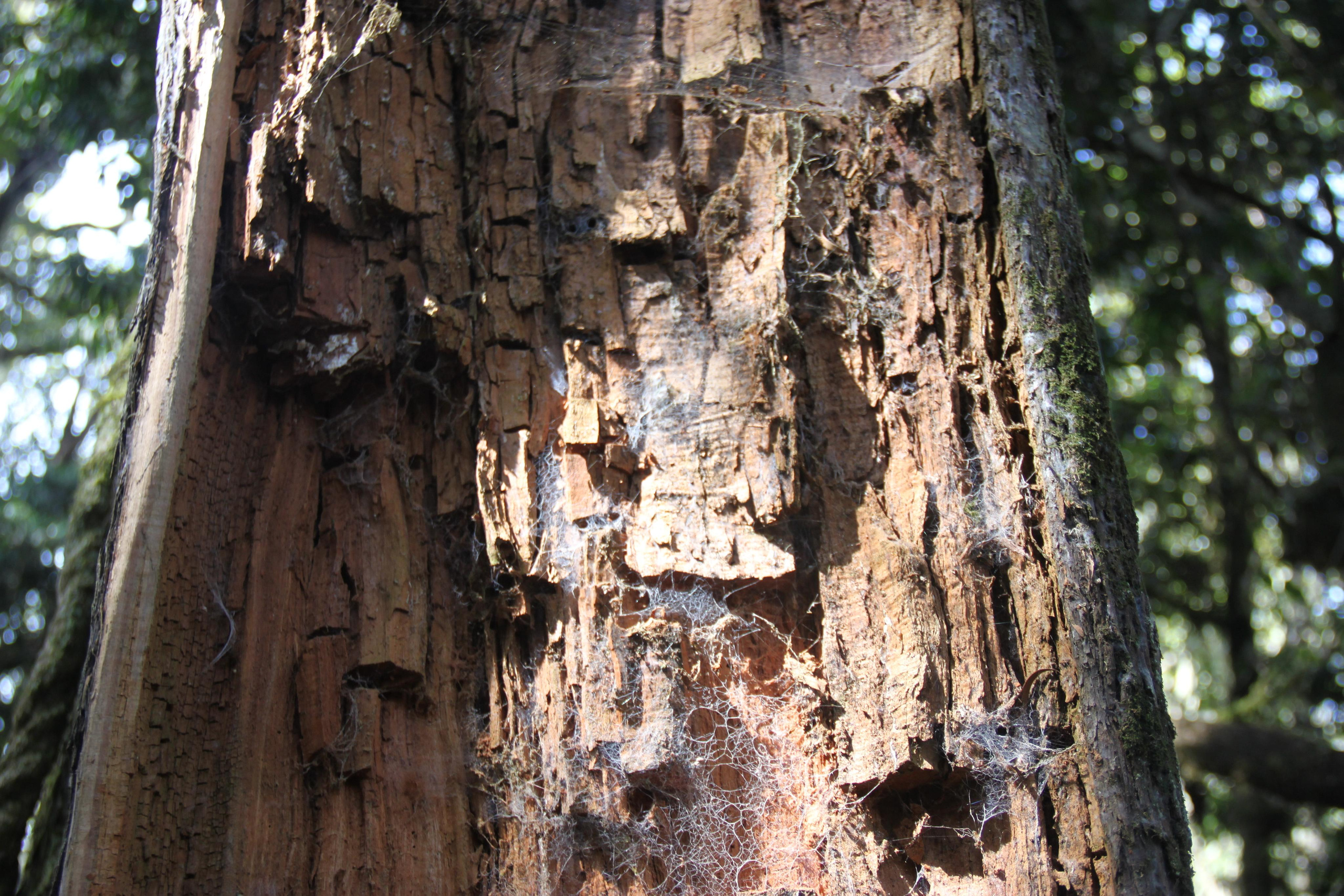 Mount Kilimanjaro. Andrey Filippov Photographer
