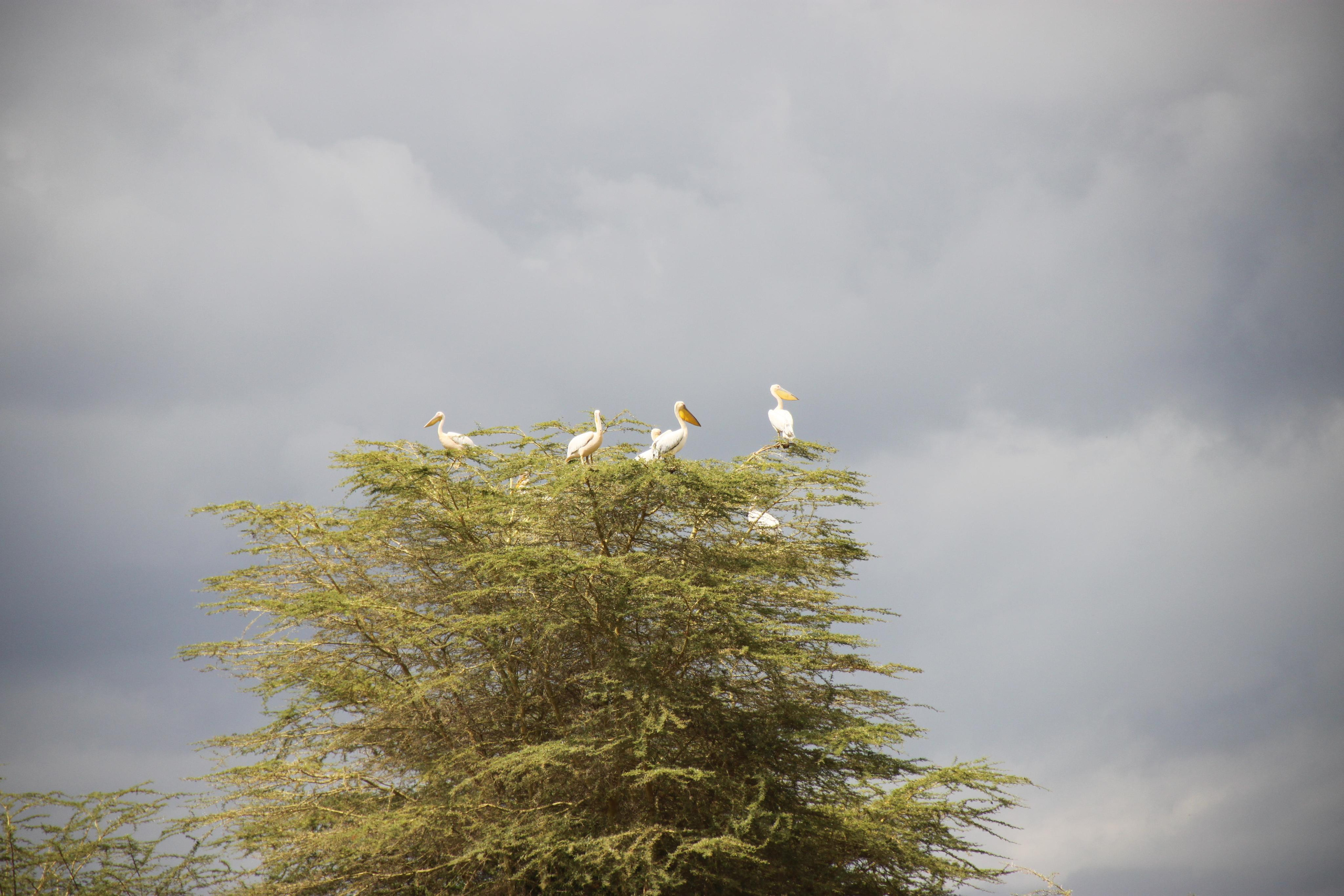 Lake Manyara National Park. Andrey Filippov Photographer