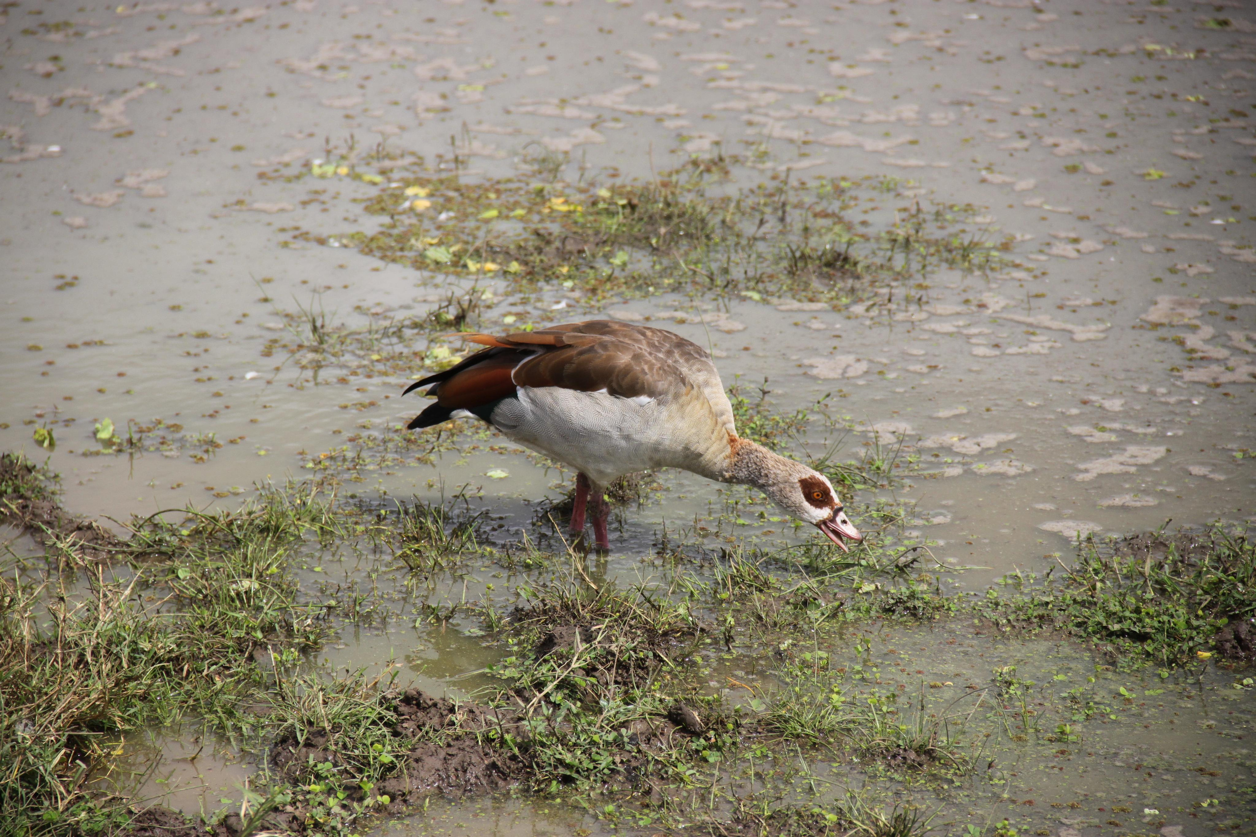 Lake Manyara National Park. Andrey Filippov Photographer