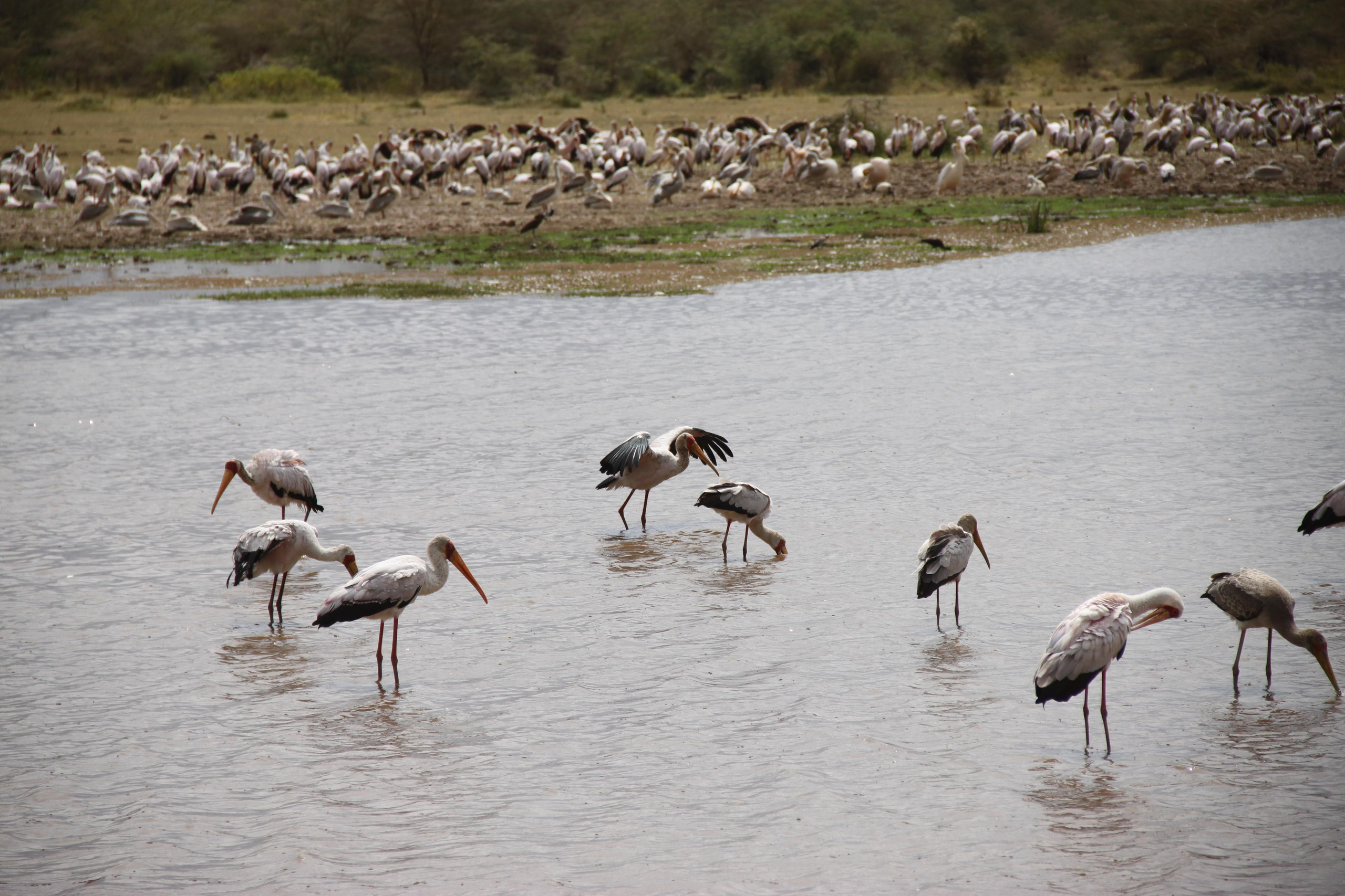 Lake Manyara National Park. Andrey Filippov Photographer