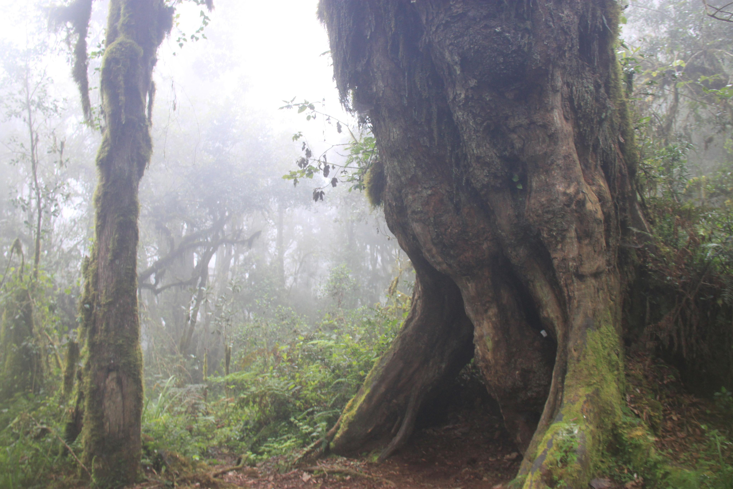 Mount Kilimanjaro. Andrey Filippov Photographer