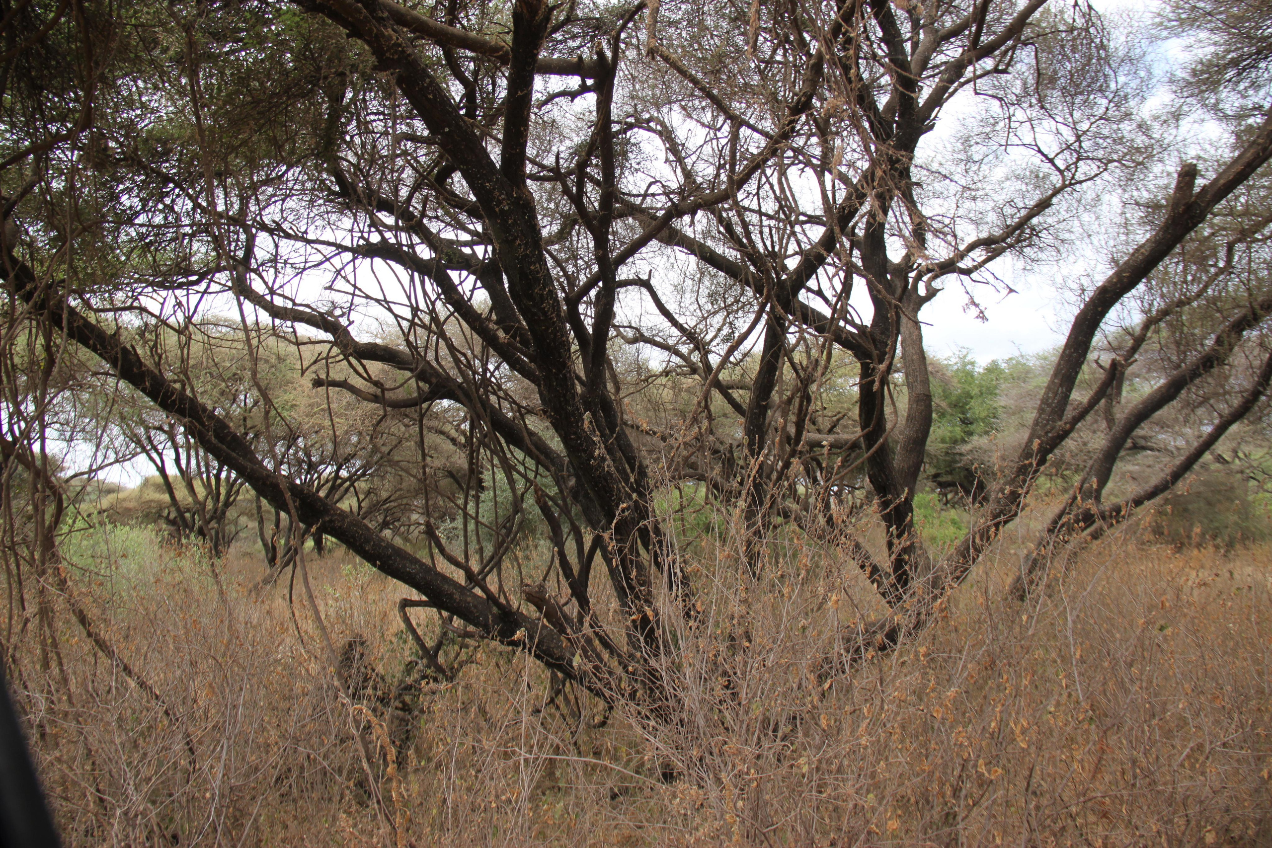 Lake Manyara National Park. Andrey Filippov Photographer