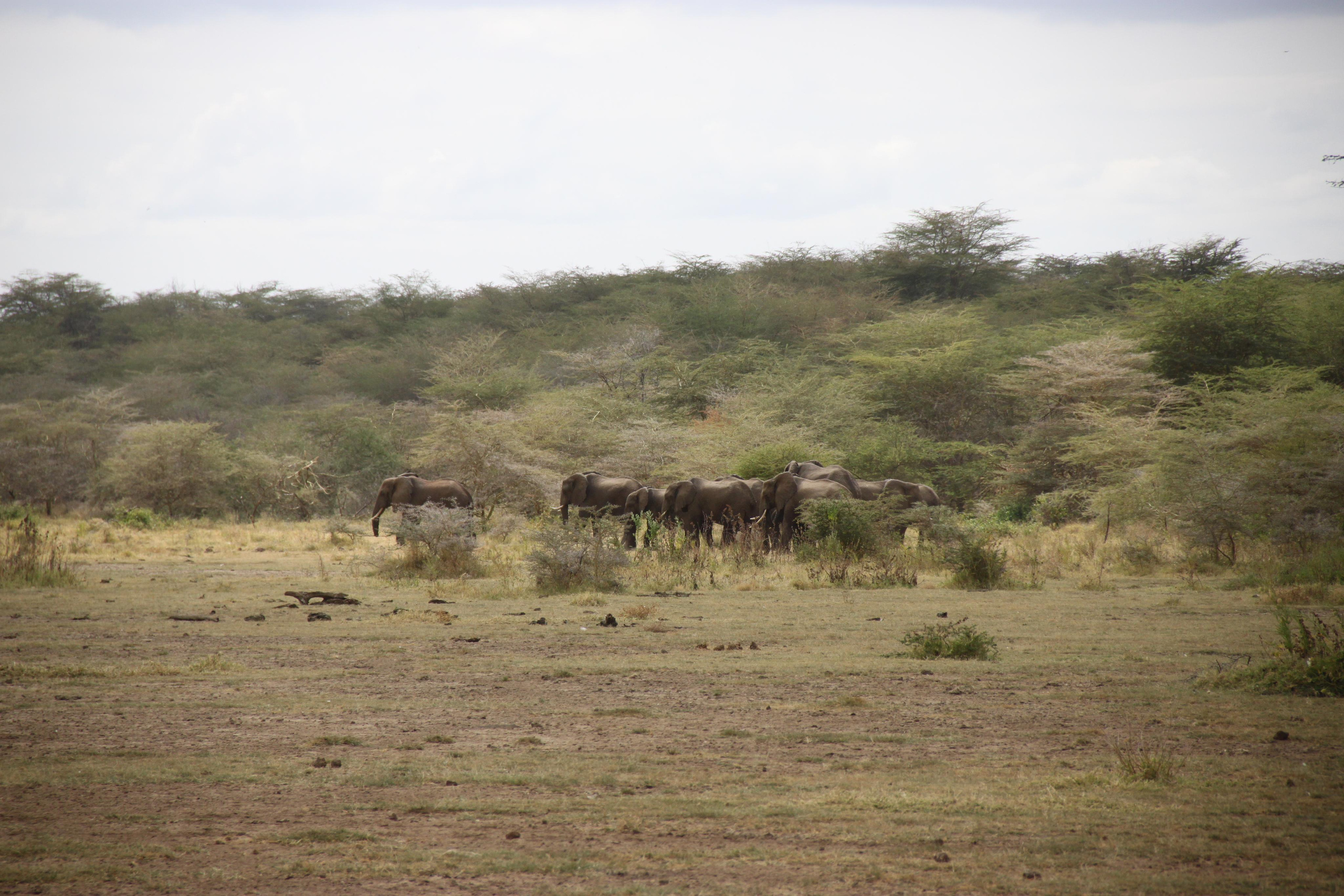 Lake Manyara National Park. Andrey Filippov Photographer