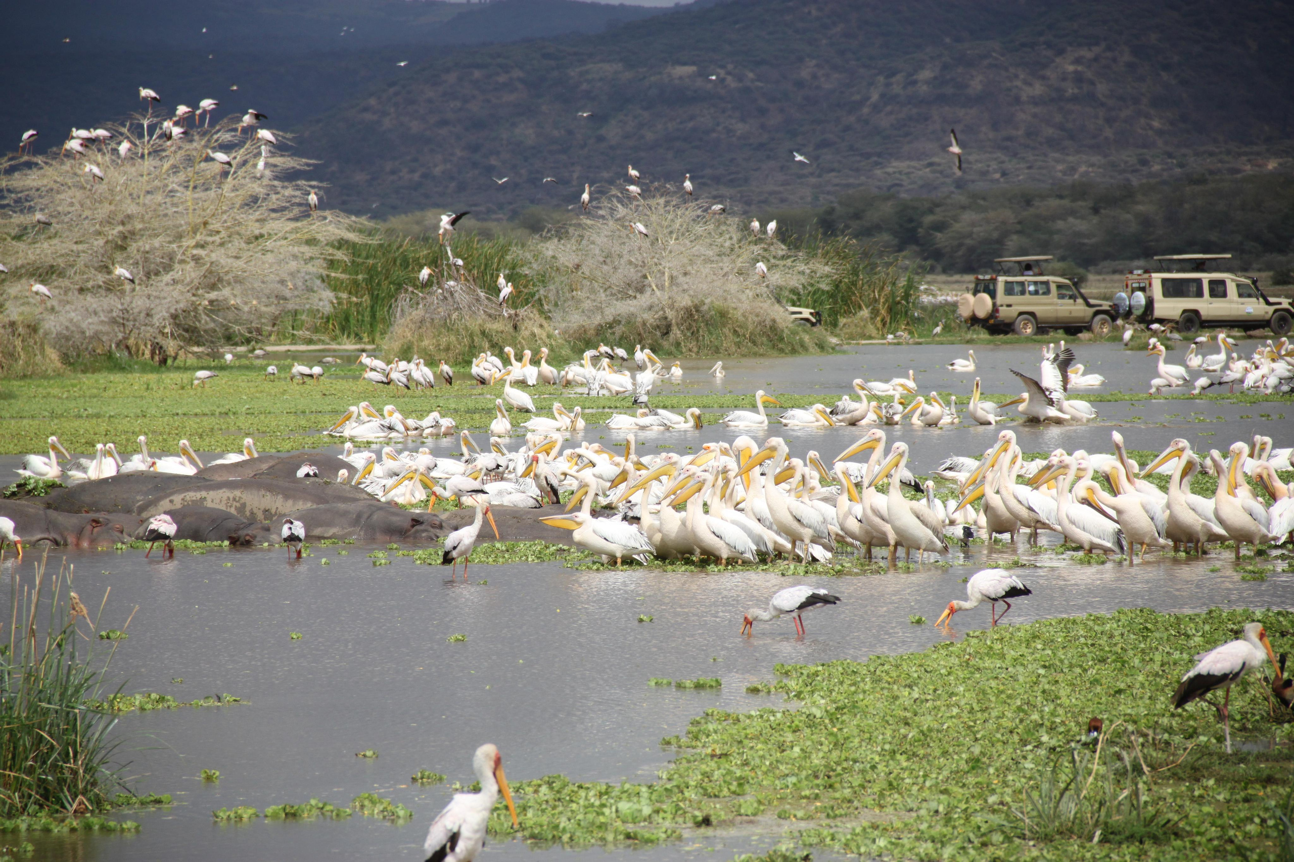 Lake Manyara National Park. Andrey Filippov Photographer
