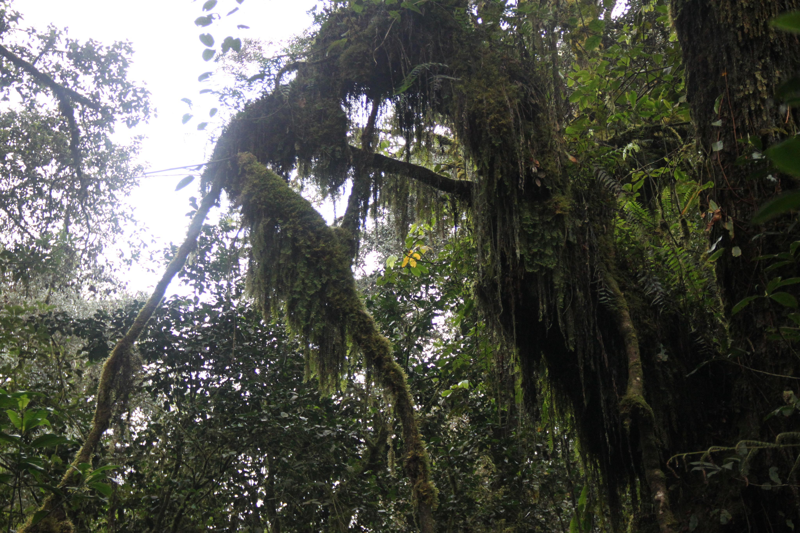 Mount Kilimanjaro. Andrey Filippov Photographer