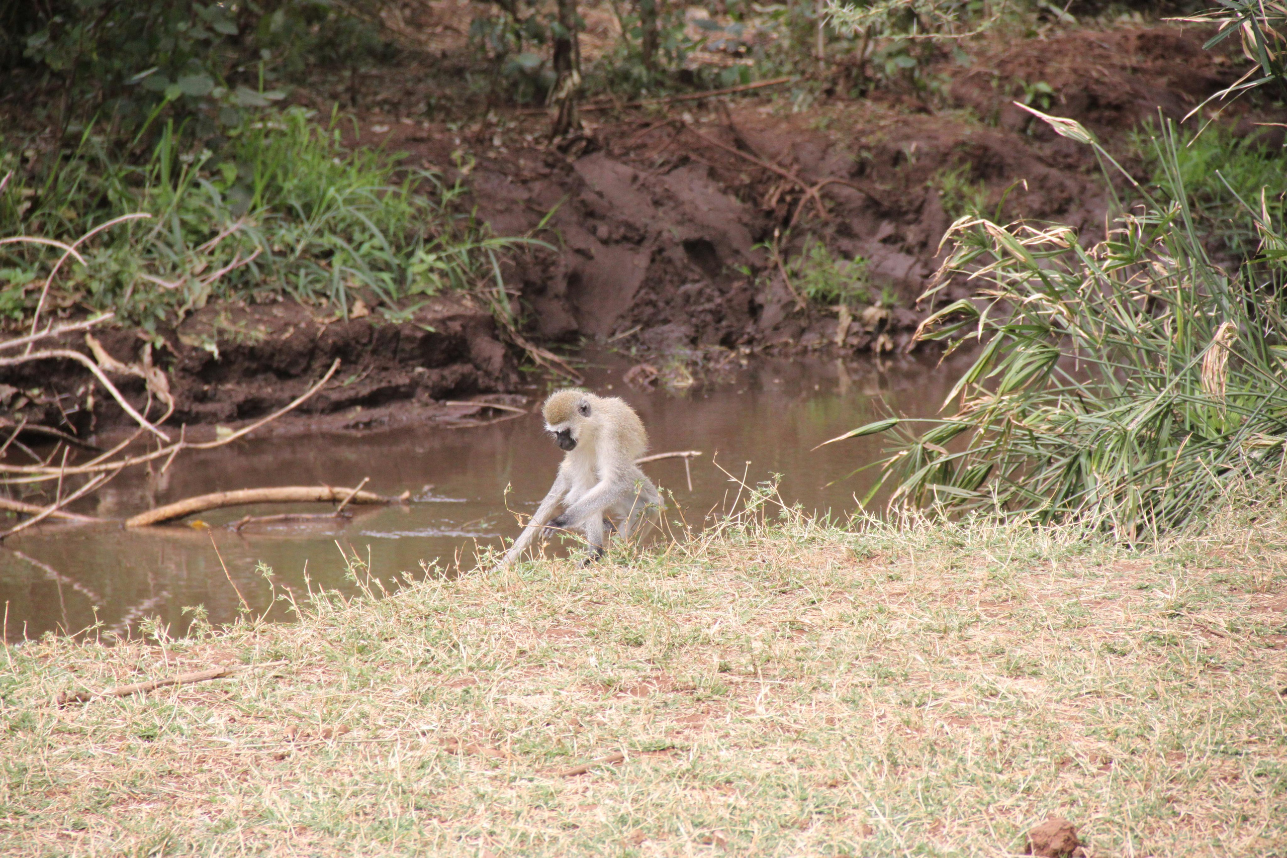 Lake Manyara National Park. Andrey Filippov Photographer