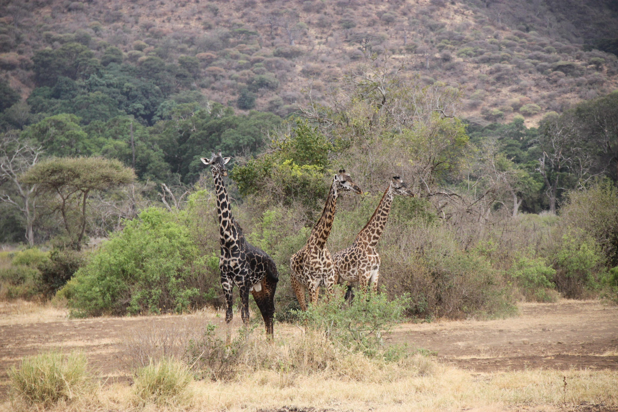 Lake Manyara National Park. Andrey Filippov Photographer