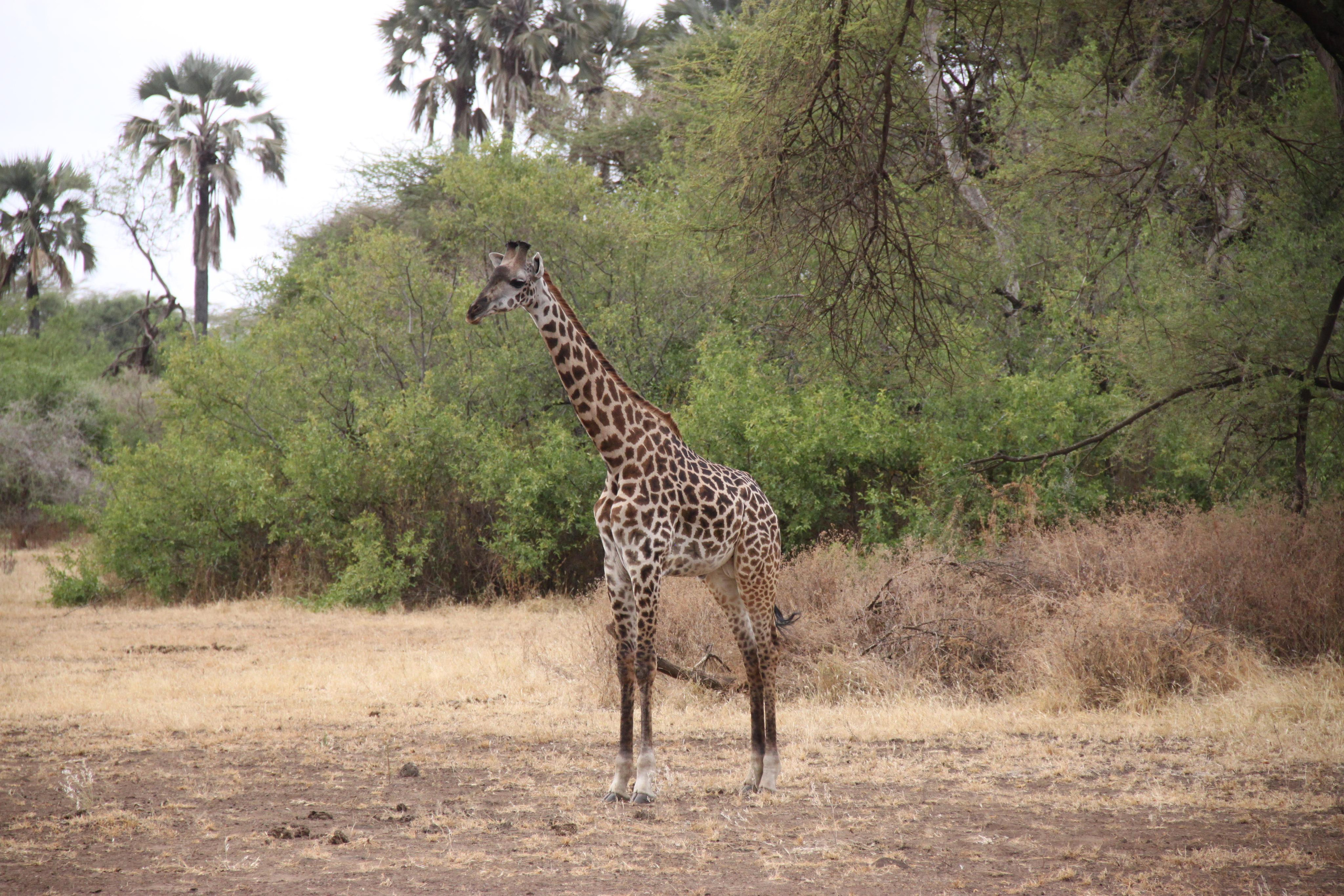 Lake Manyara National Park. Andrey Filippov Photographer