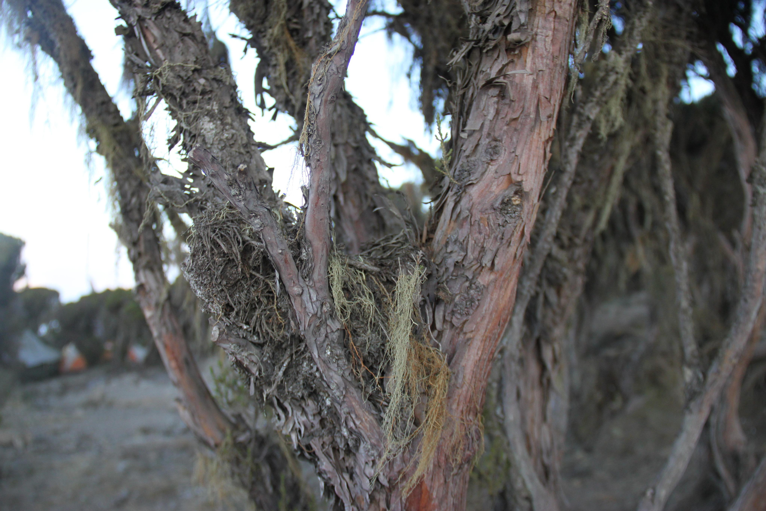 Mount Kilimanjaro. Andrey Filippov Photographer