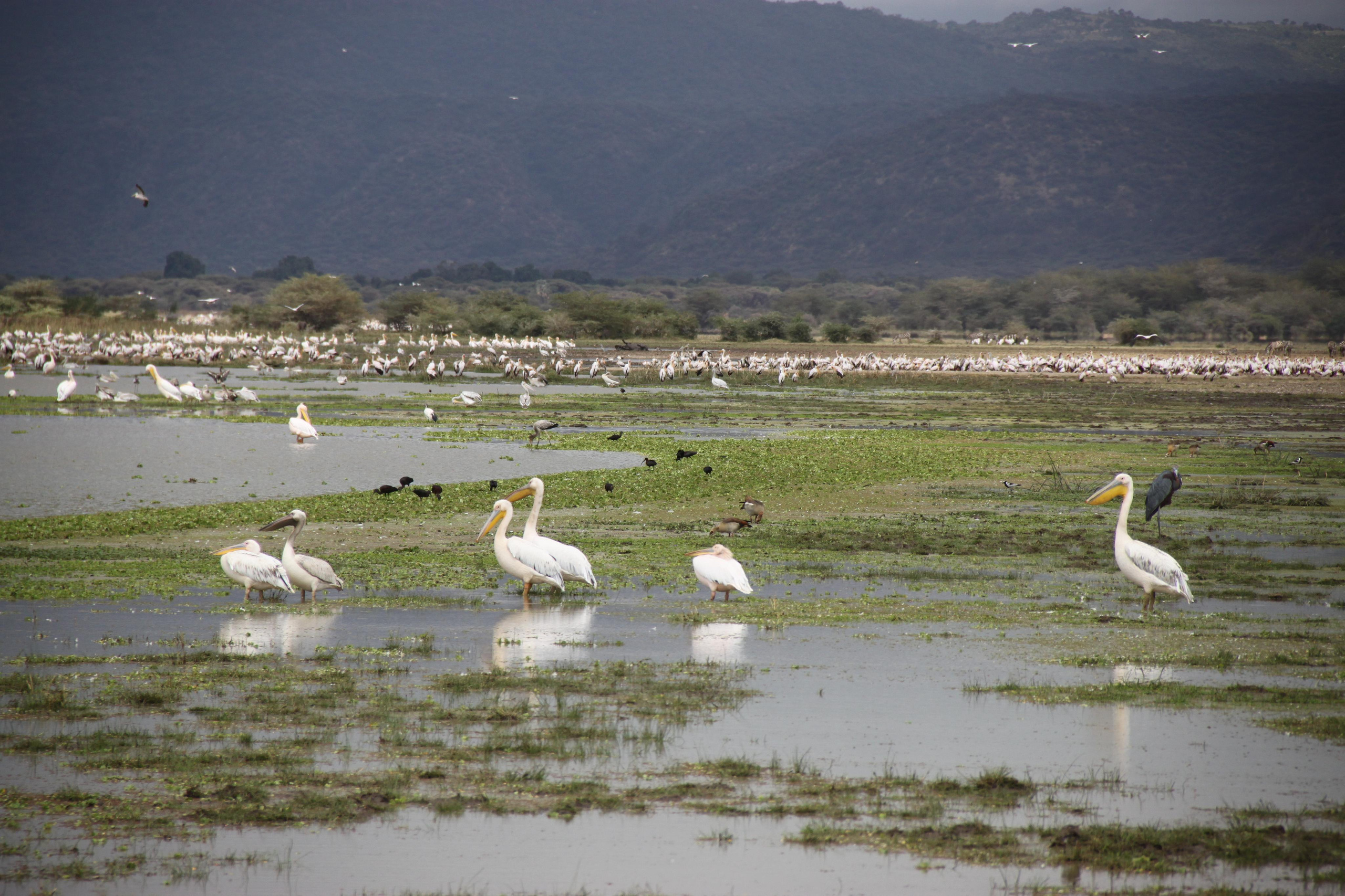 Lake Manyara National Park. Andrey Filippov Photographer
