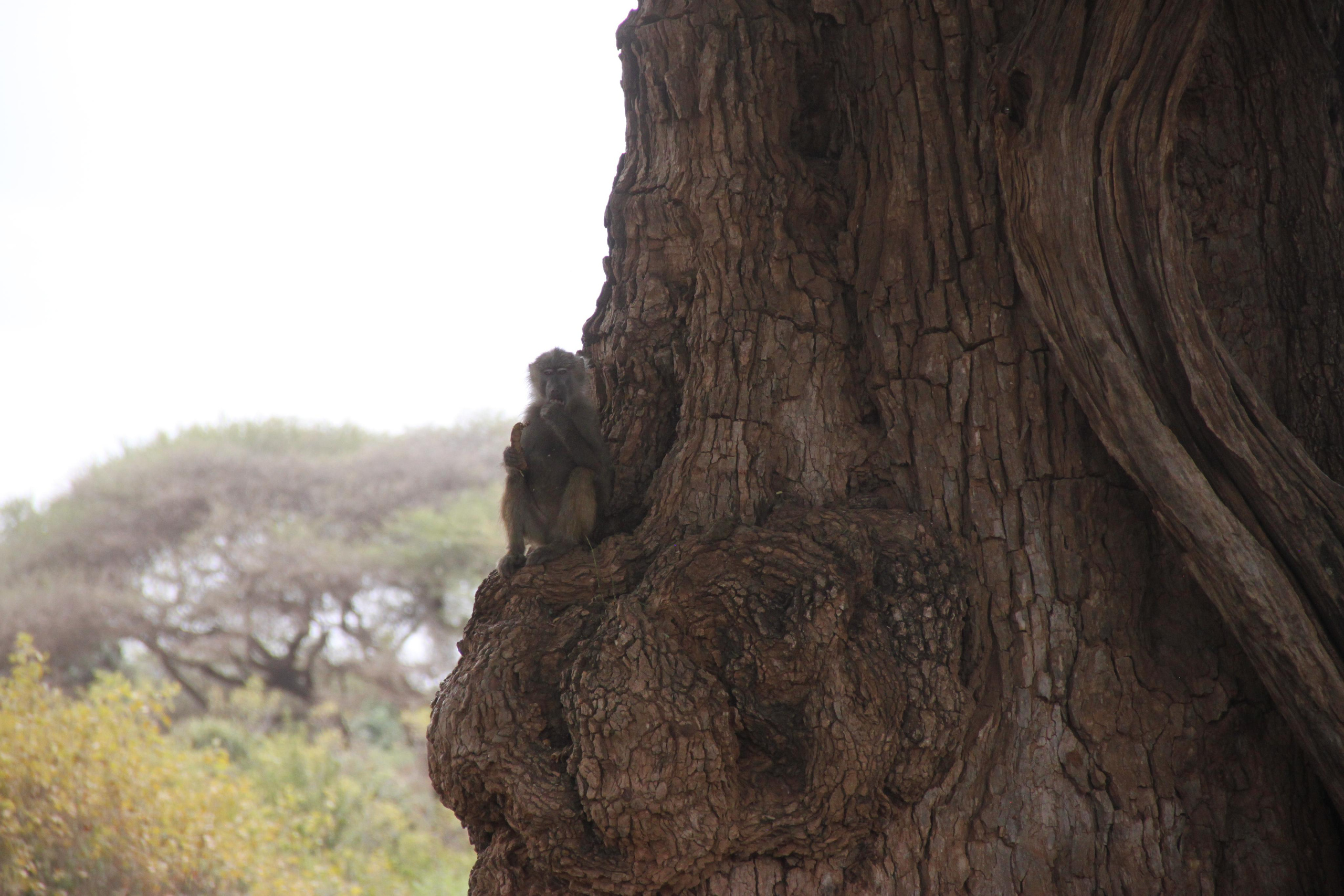 Lake Manyara National Park. Andrey Filippov Photographer