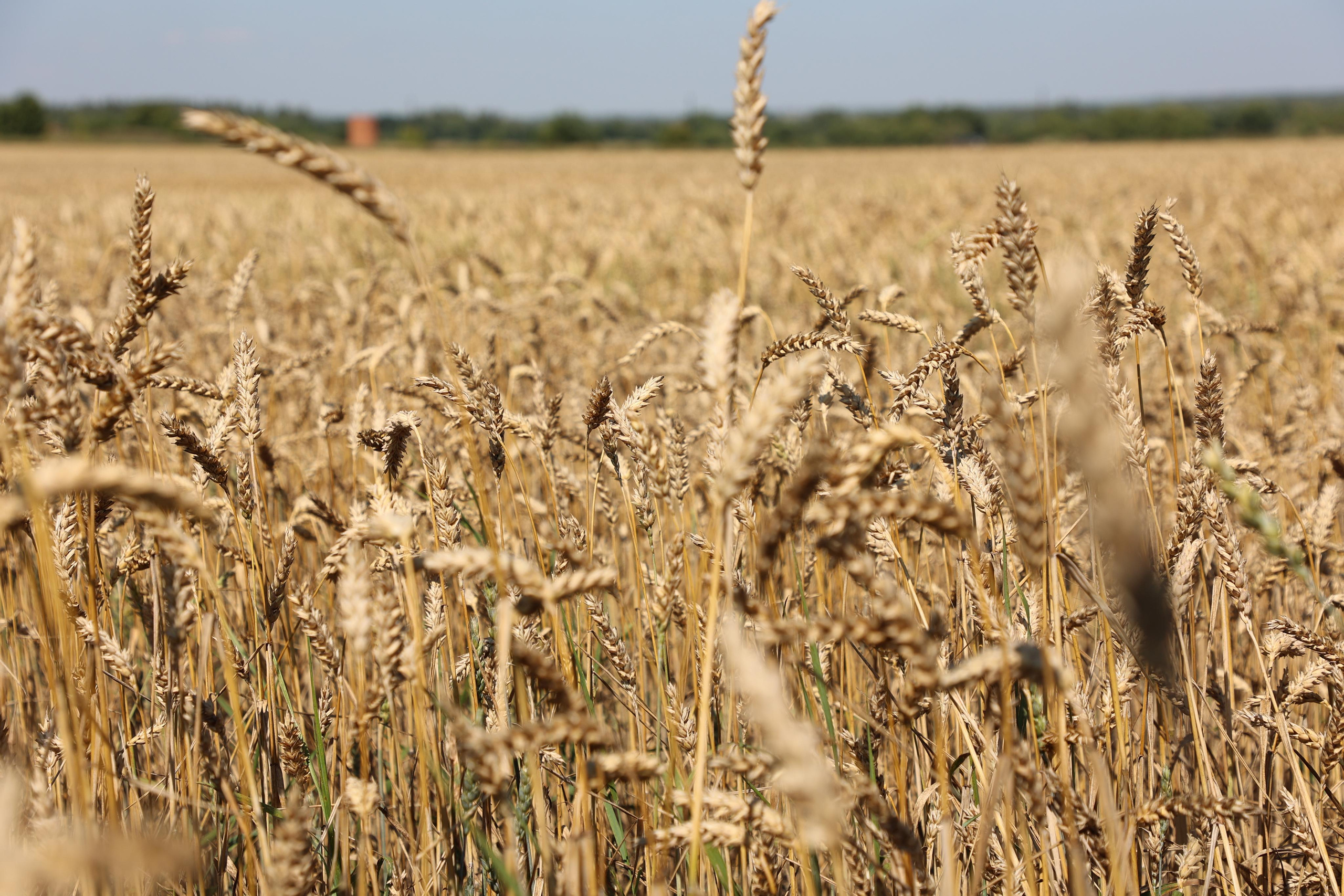 Wheat Field. Andrey Filippov Photographer