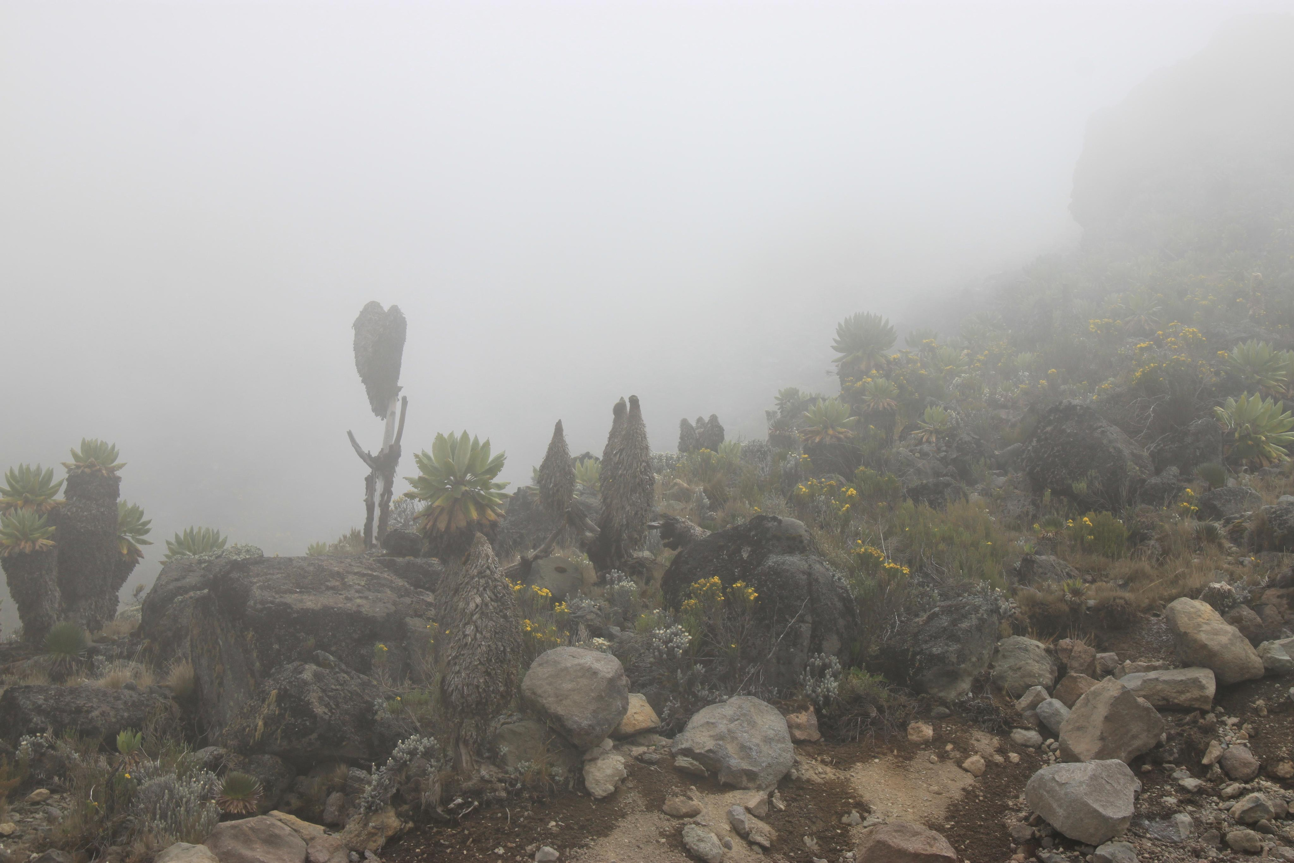 Mount Kilimanjaro. Andrey Filippov Photographer