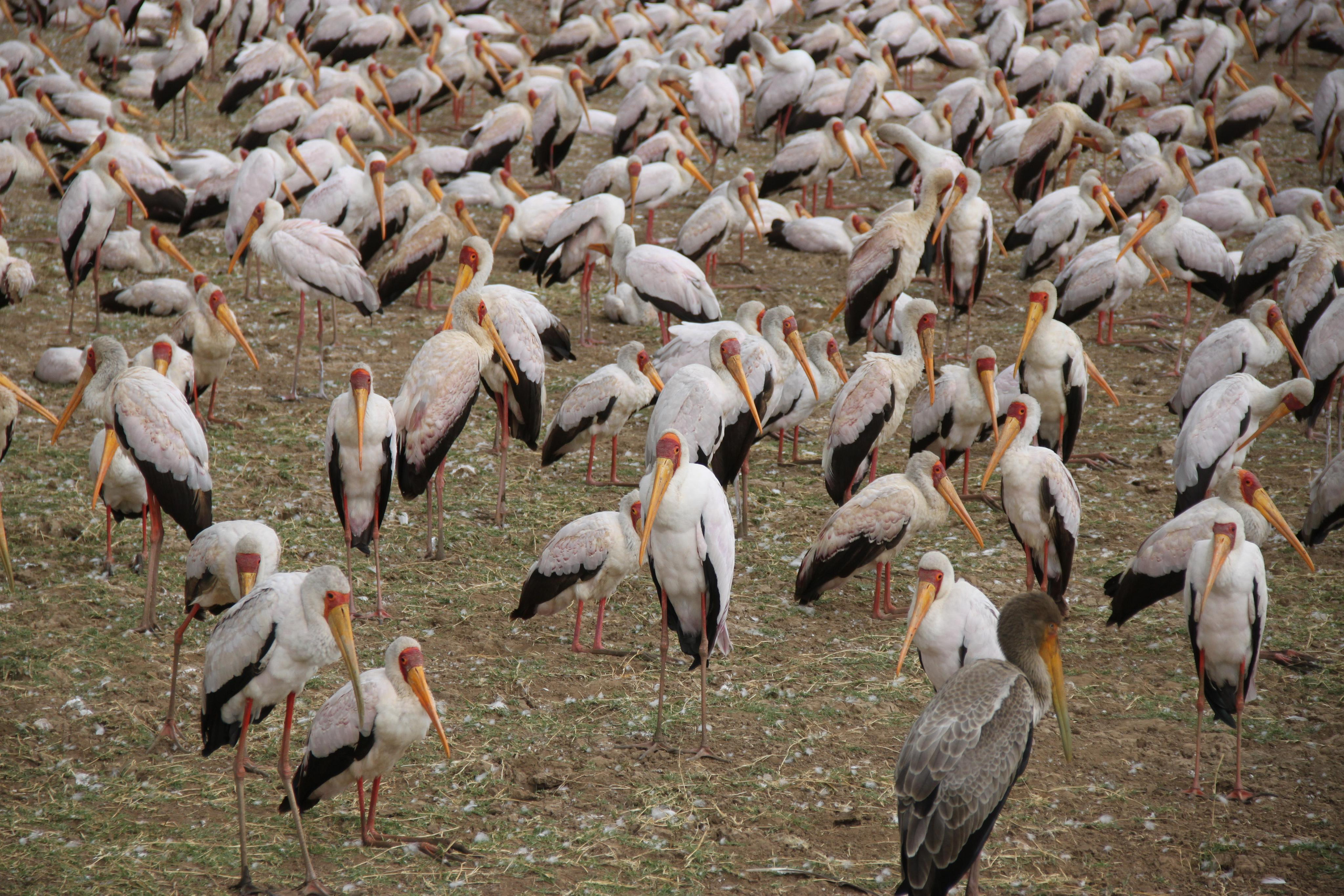 Lake Manyara National Park. Andrey Filippov Photographer