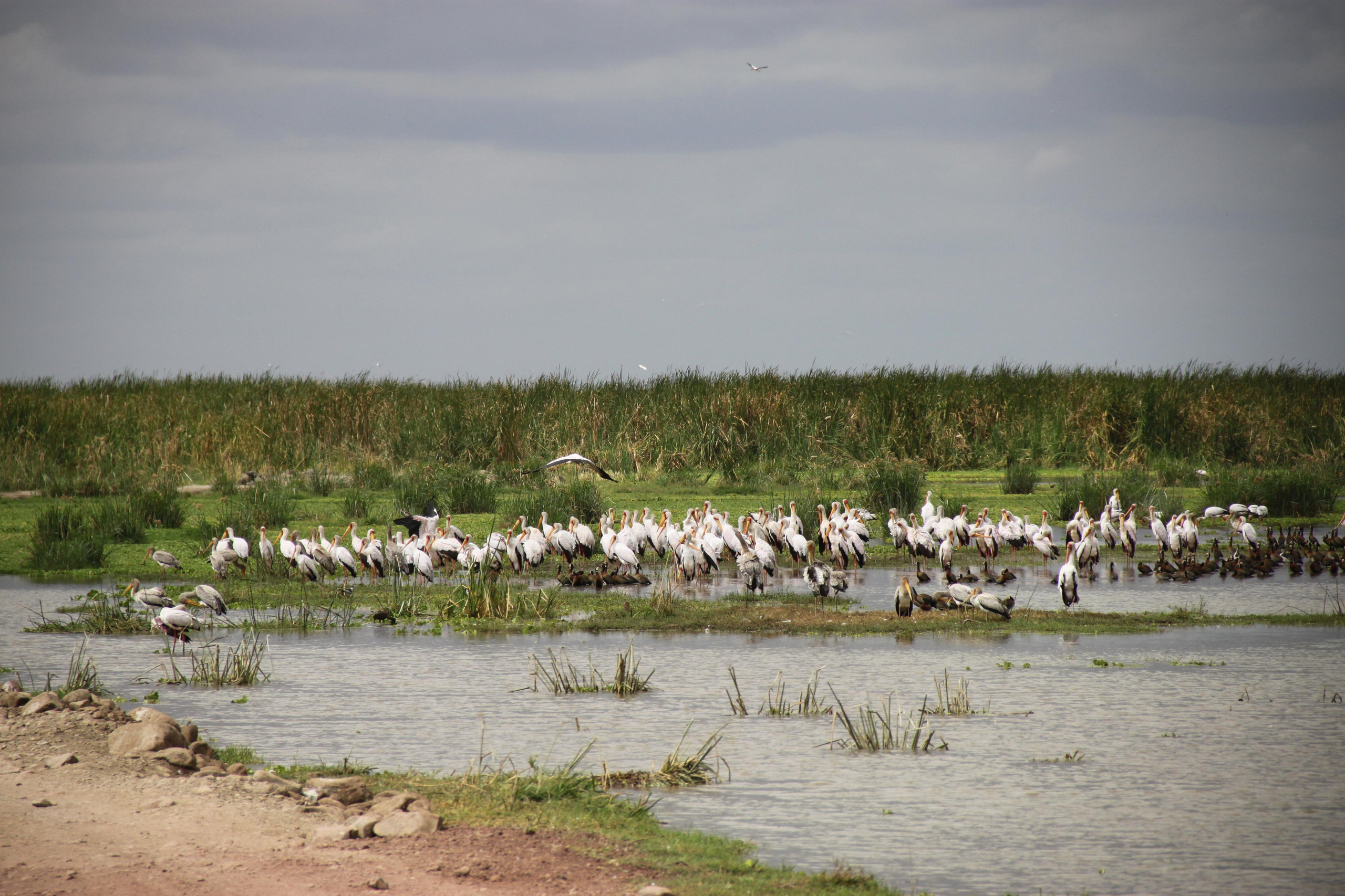 Lake Manyara National Park. Andrey Filippov Photographer