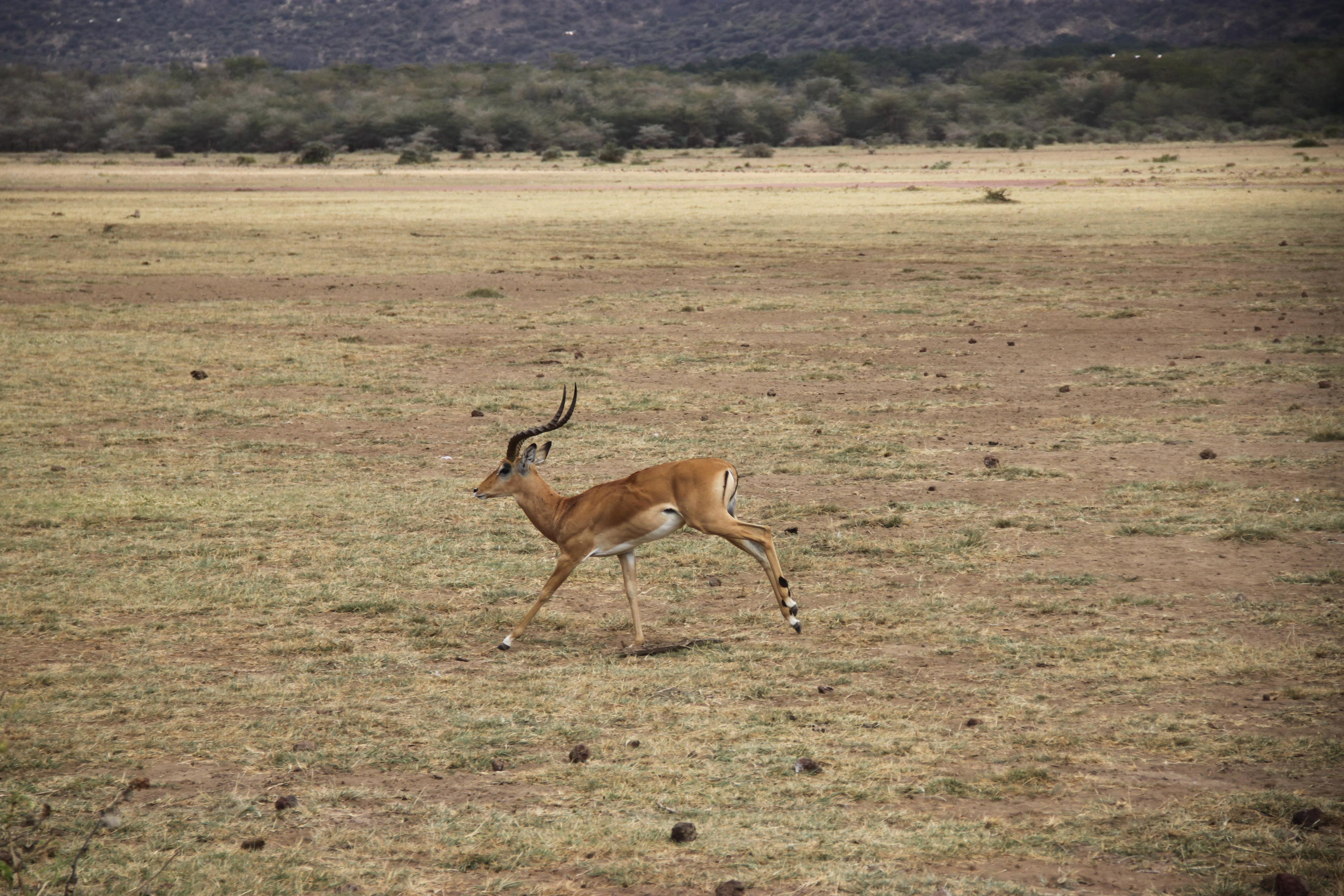 Lake Manyara National Park. Andrey Filippov Photographer