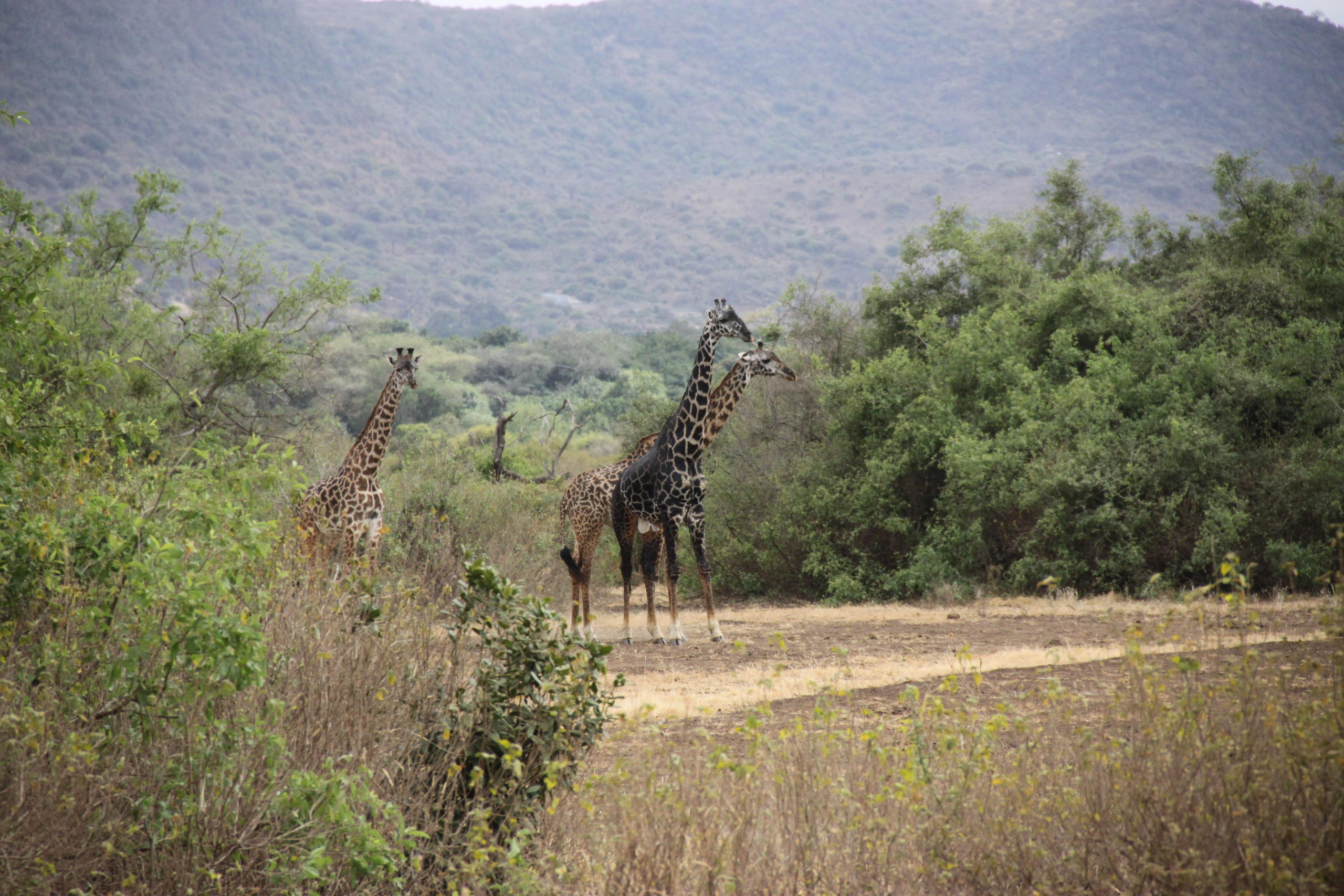 Lake Manyara National Park. Andrey Filippov Photographer