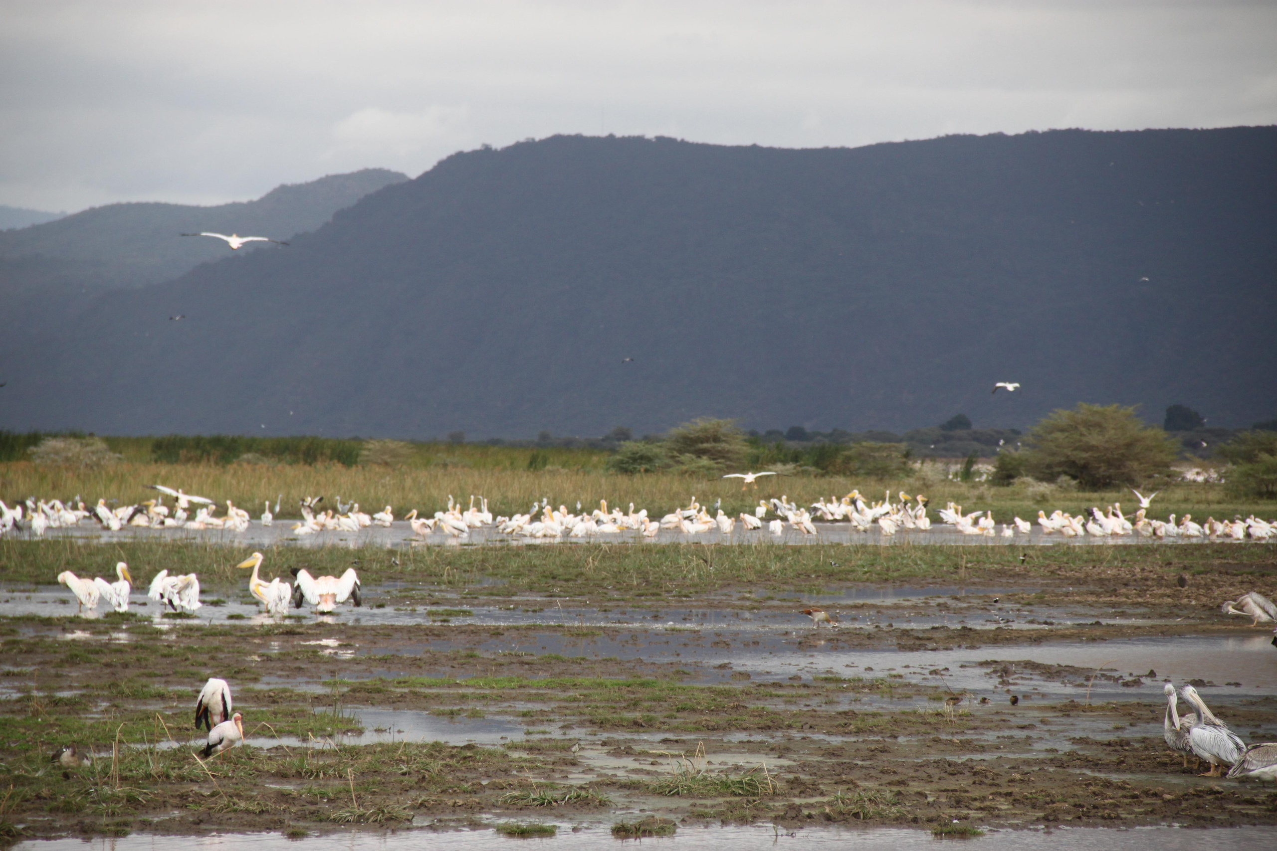 Lake Manyara National Park. Andrey Filippov Photographer