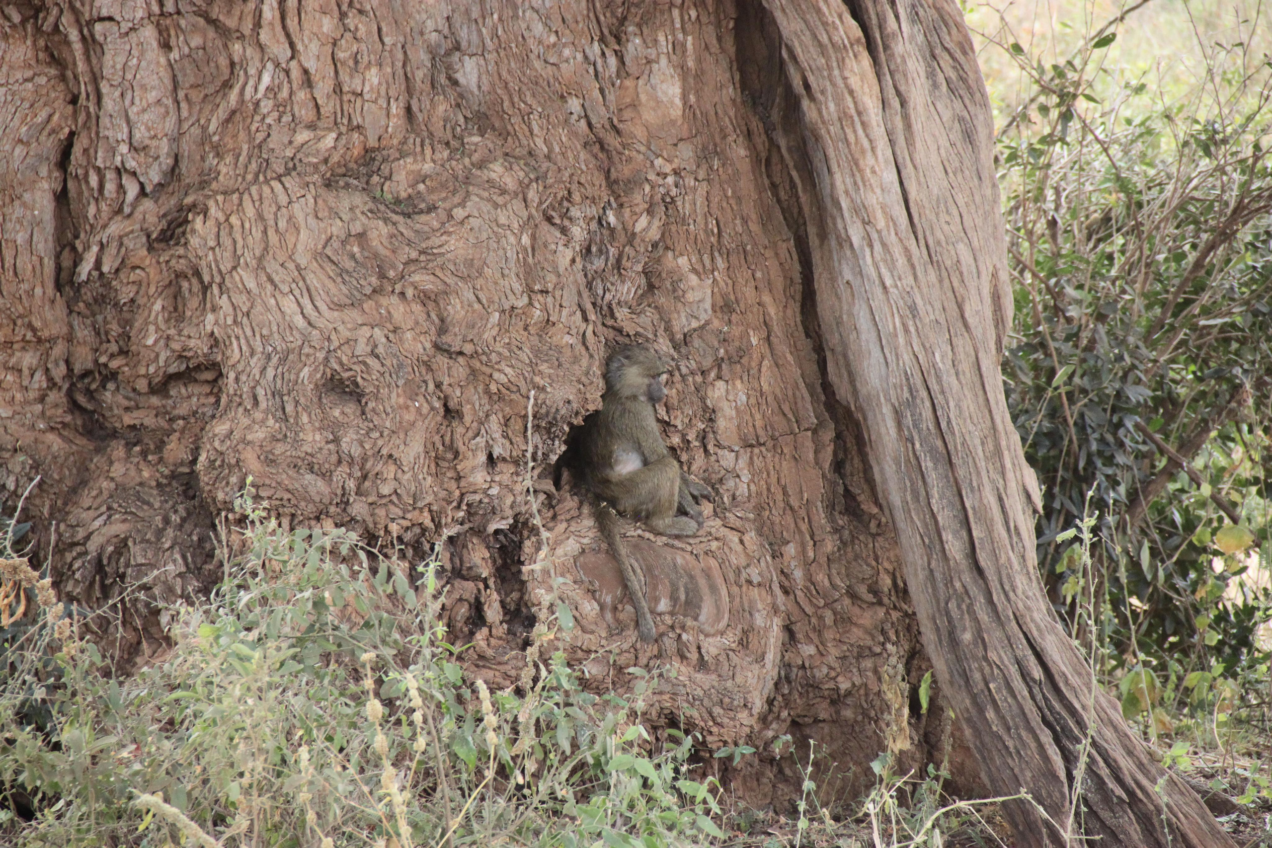 Lake Manyara National Park. Andrey Filippov Photographer