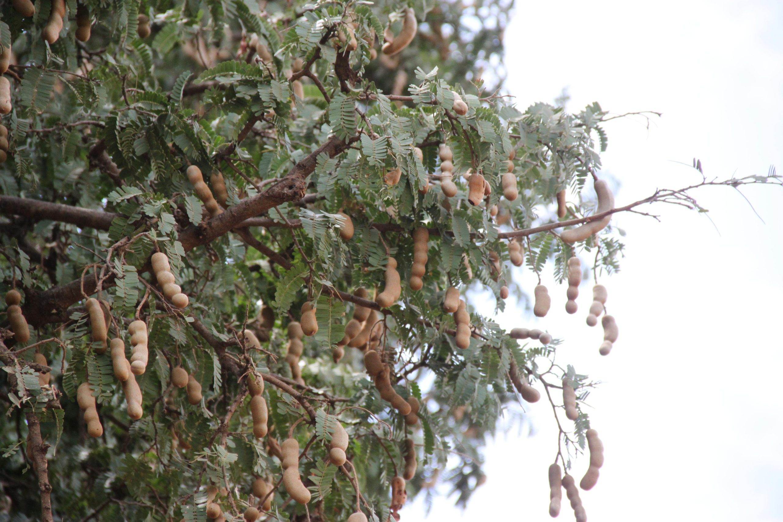 Lake Manyara National Park. Andrey Filippov Photographer