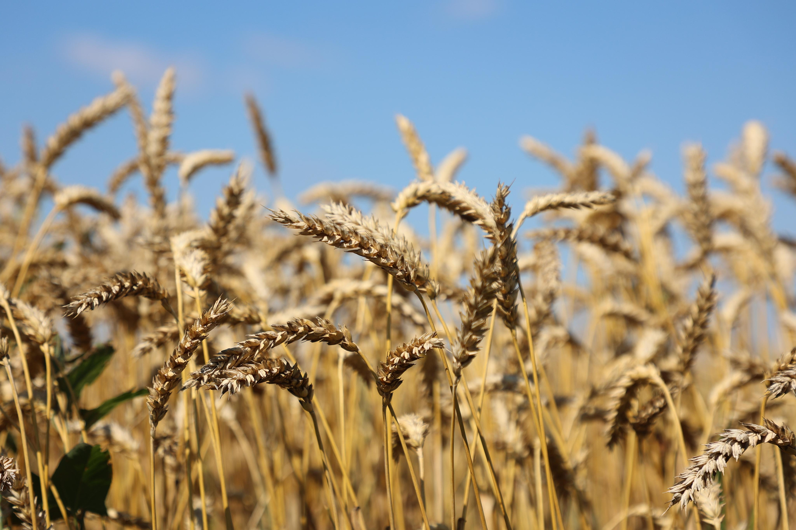 Wheat Field. Andrey Filippov Photographer