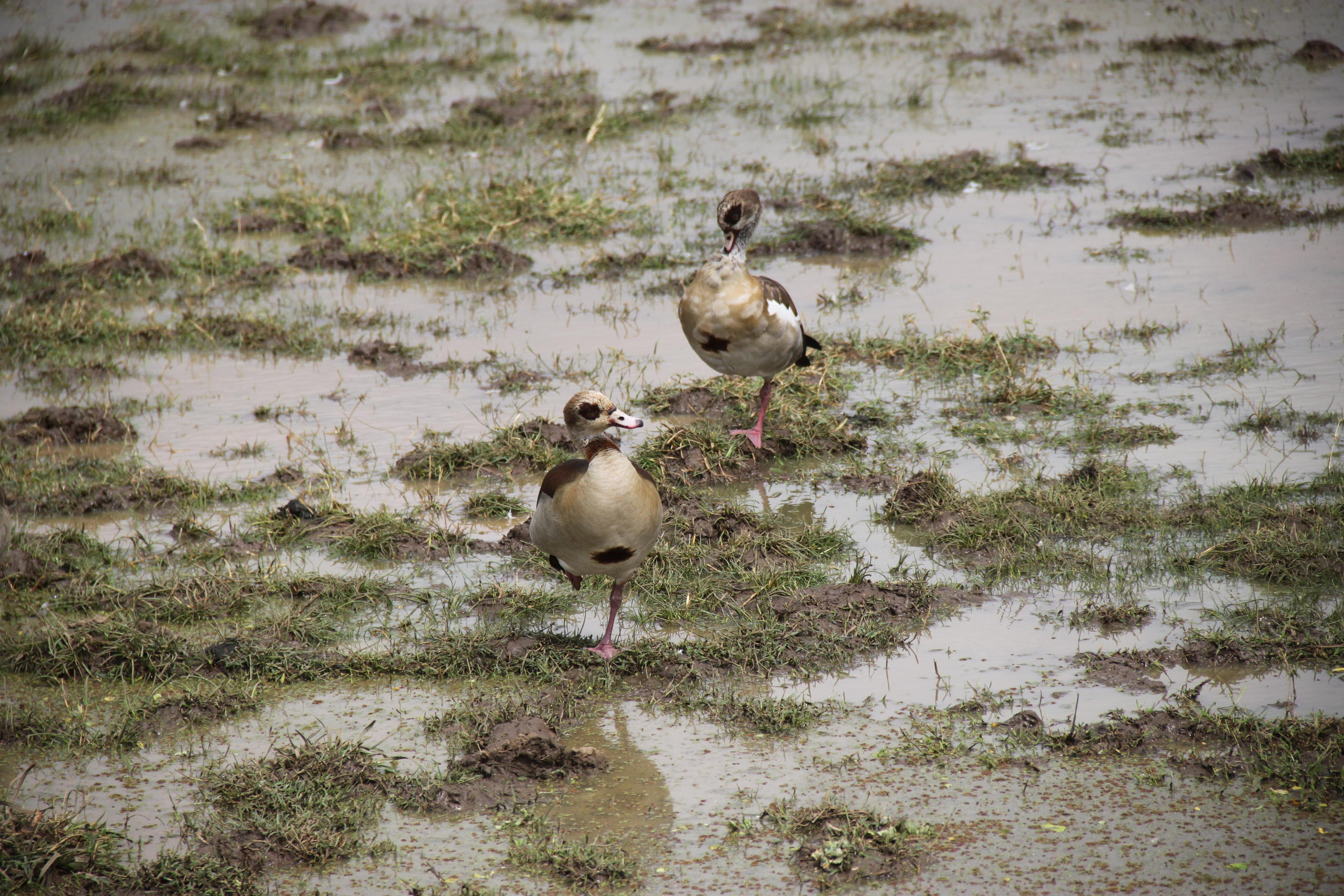 Lake Manyara National Park. Andrey Filippov Photographer
