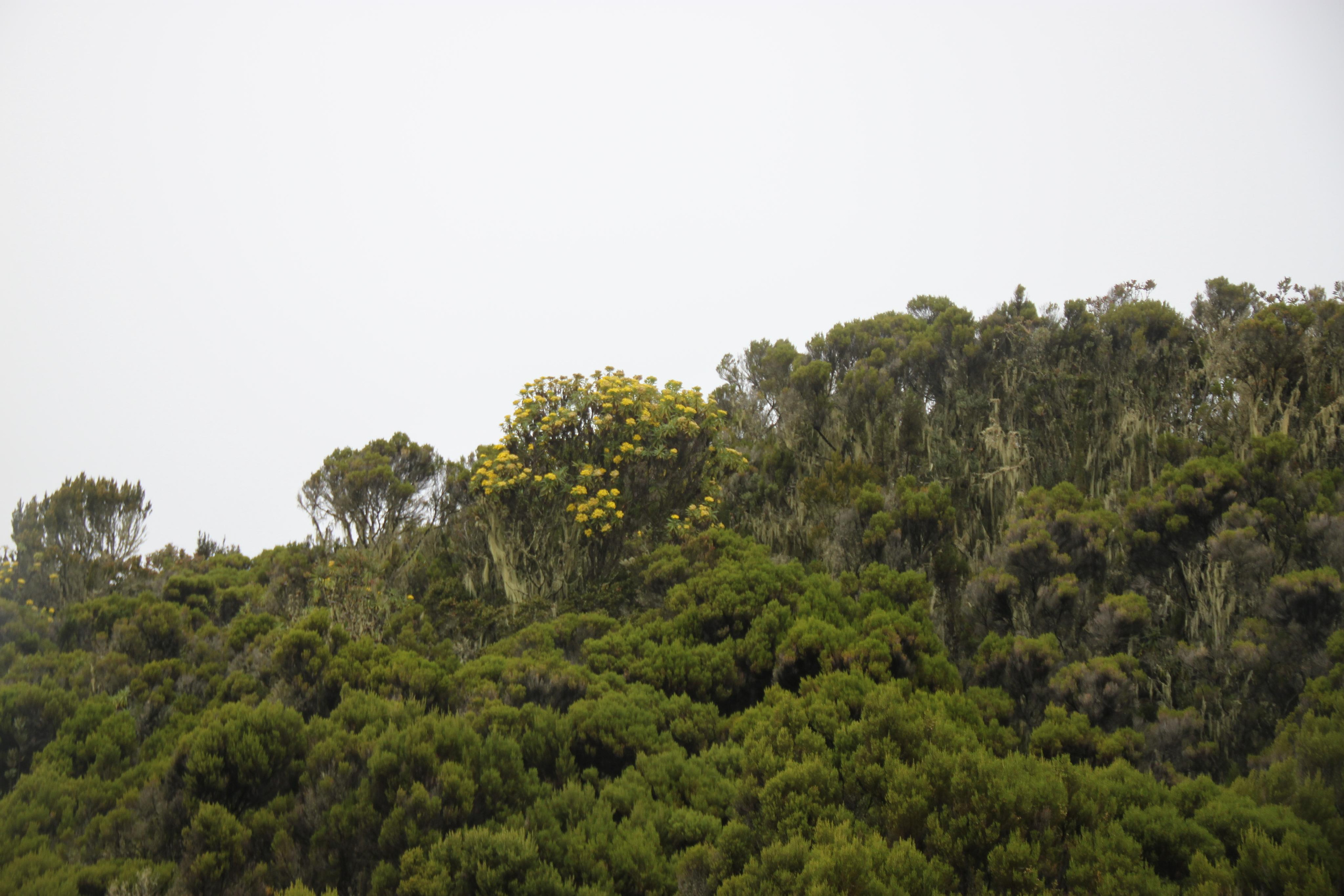Mount Kilimanjaro. Andrey Filippov Photographer