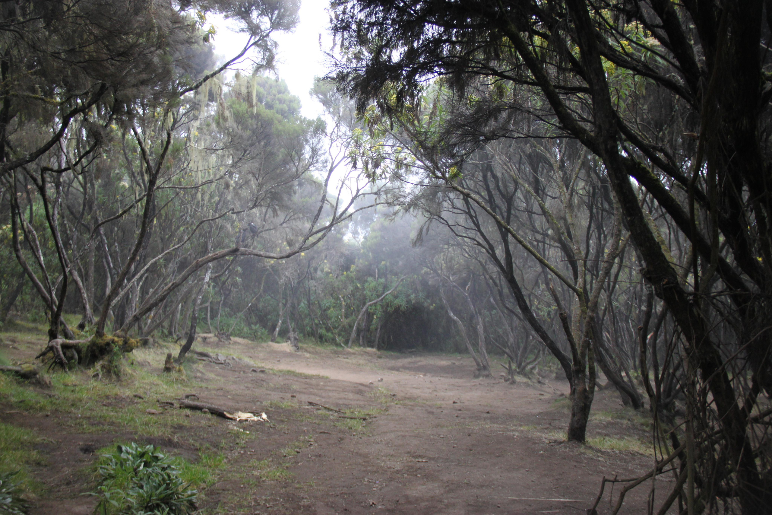 Mount Kilimanjaro. Andrey Filippov Photographer