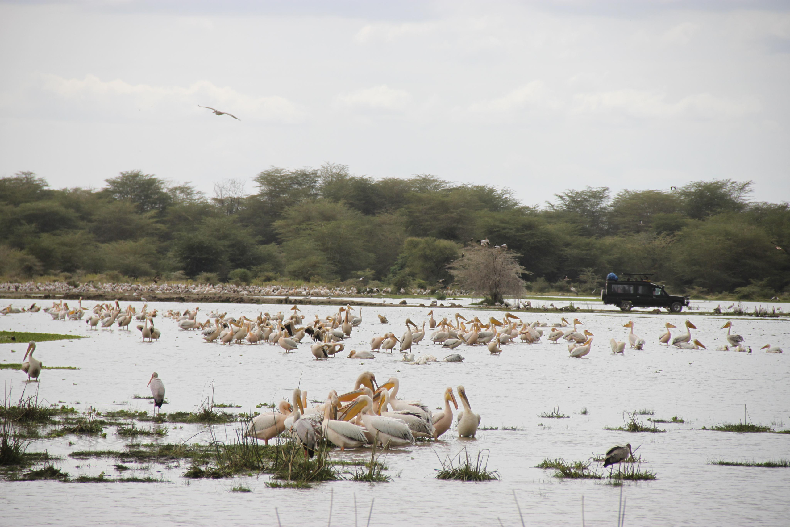 Lake Manyara National Park. Andrey Filippov Photographer
