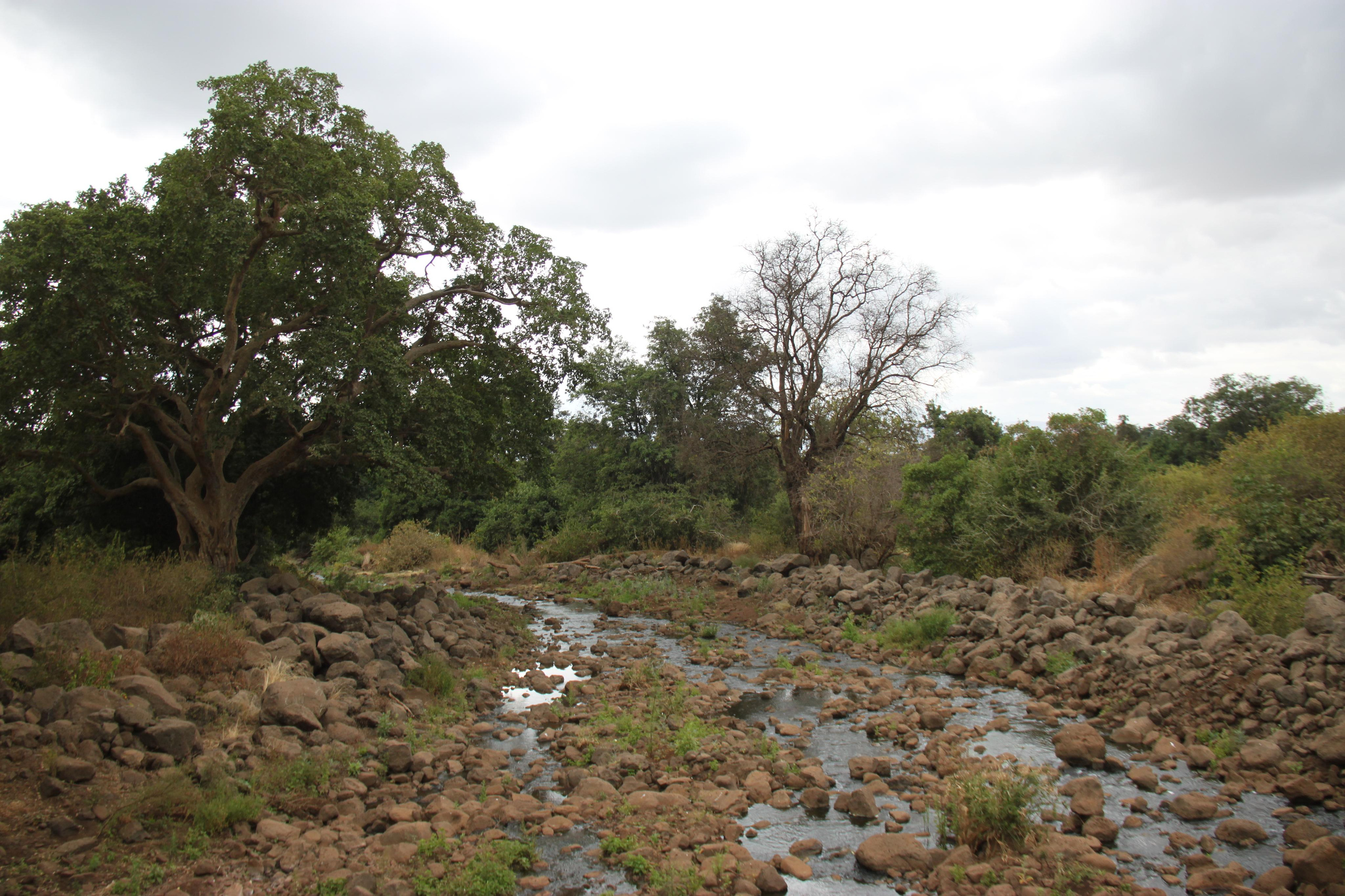 Lake Manyara National Park. Andrey Filippov Photographer