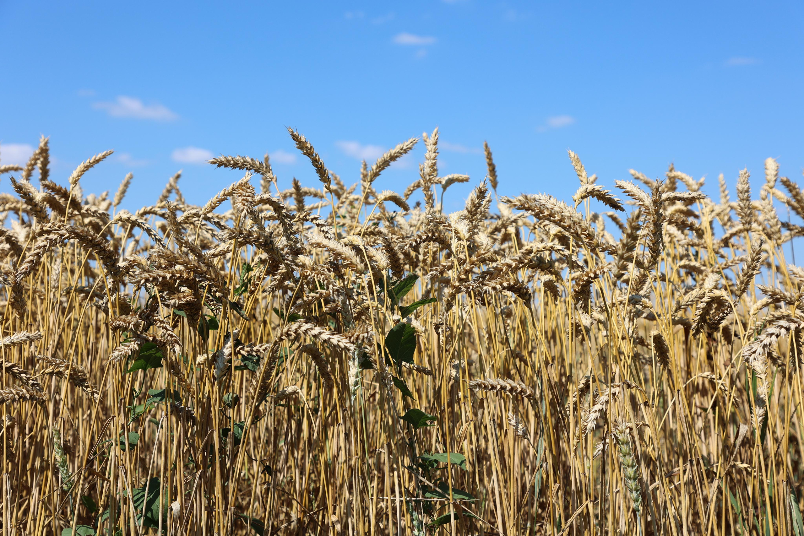 Wheat Field. Andrey Filippov Photographer