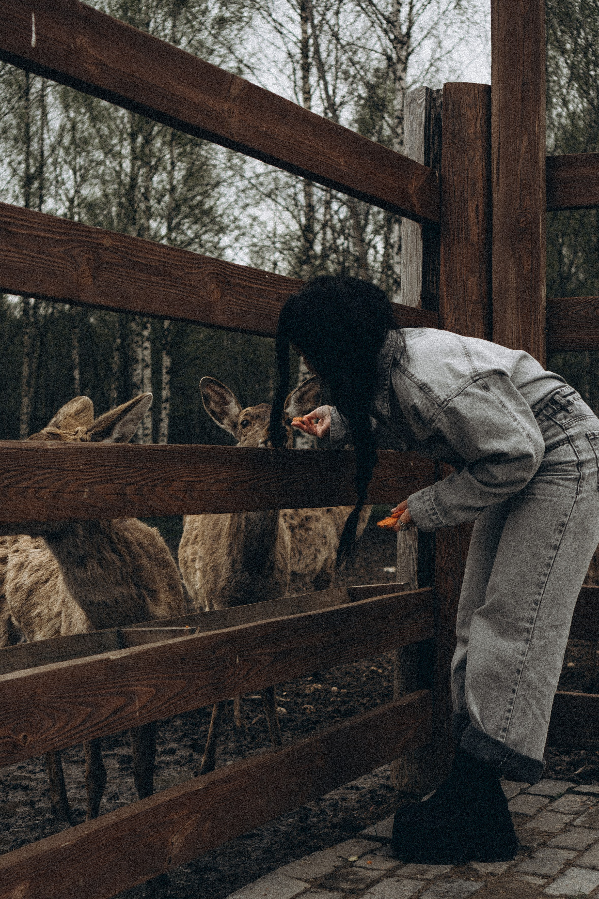 ОЛЕНЬЯ ФЕРМА В ТВЕРИ. Профессиональный фотограф, Санкт-Петербург — Виктория Богомолова
