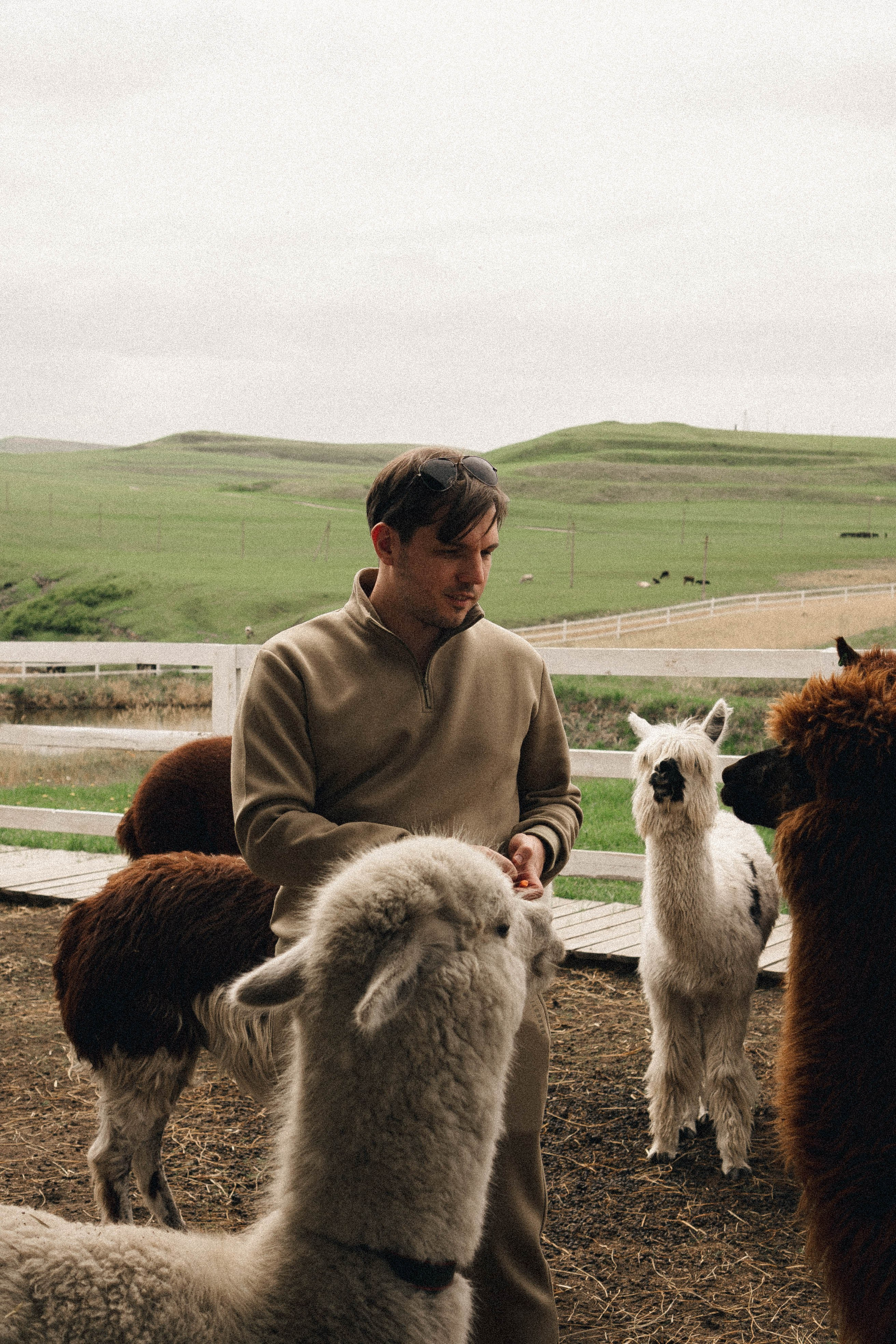 Ферма Альпак. Профессиональный фотограф, Санкт-Петербург — Виктория Богомолова