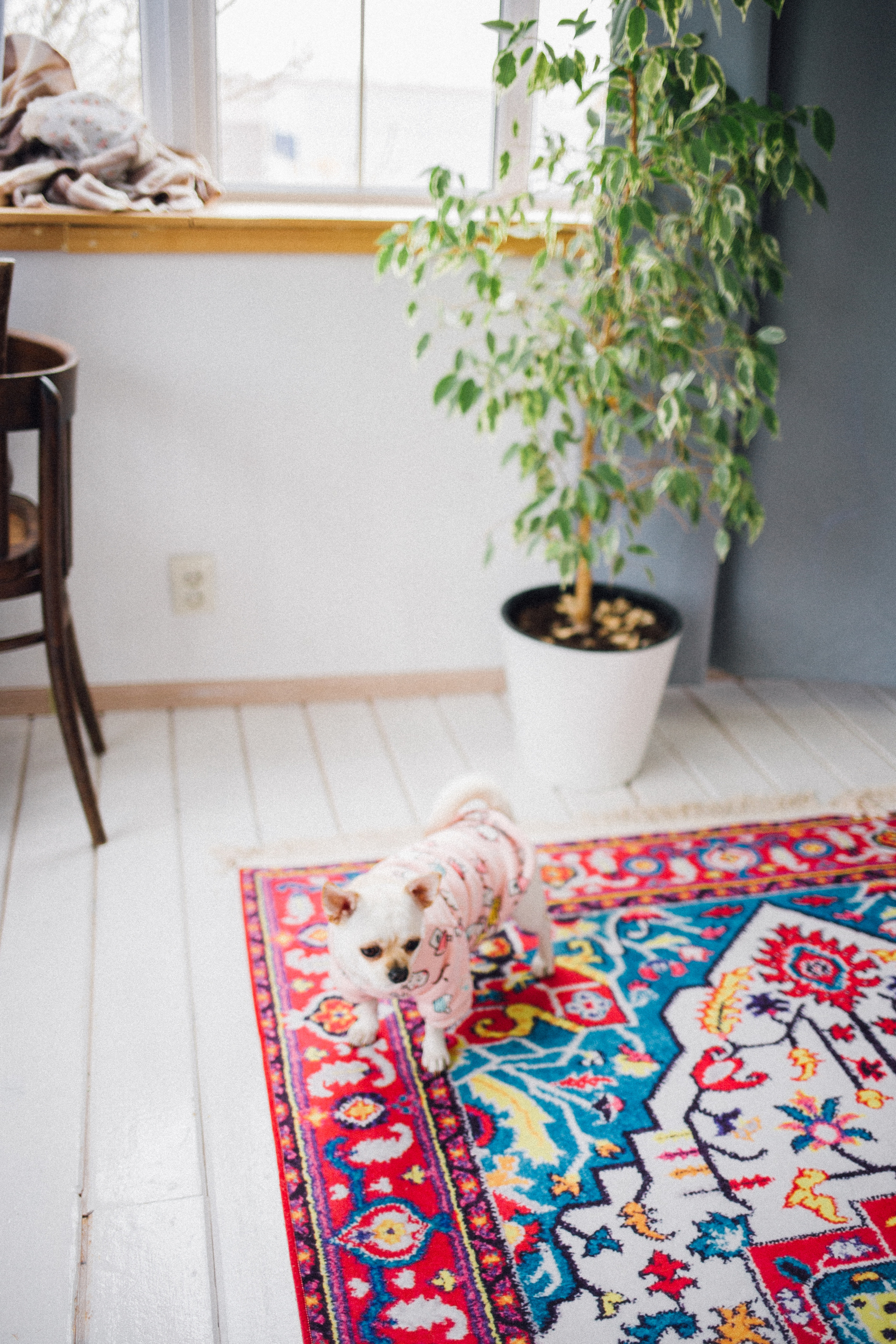 Миша, Даша и Бося. Фотограф в Волгограде Карина Хлебушкина