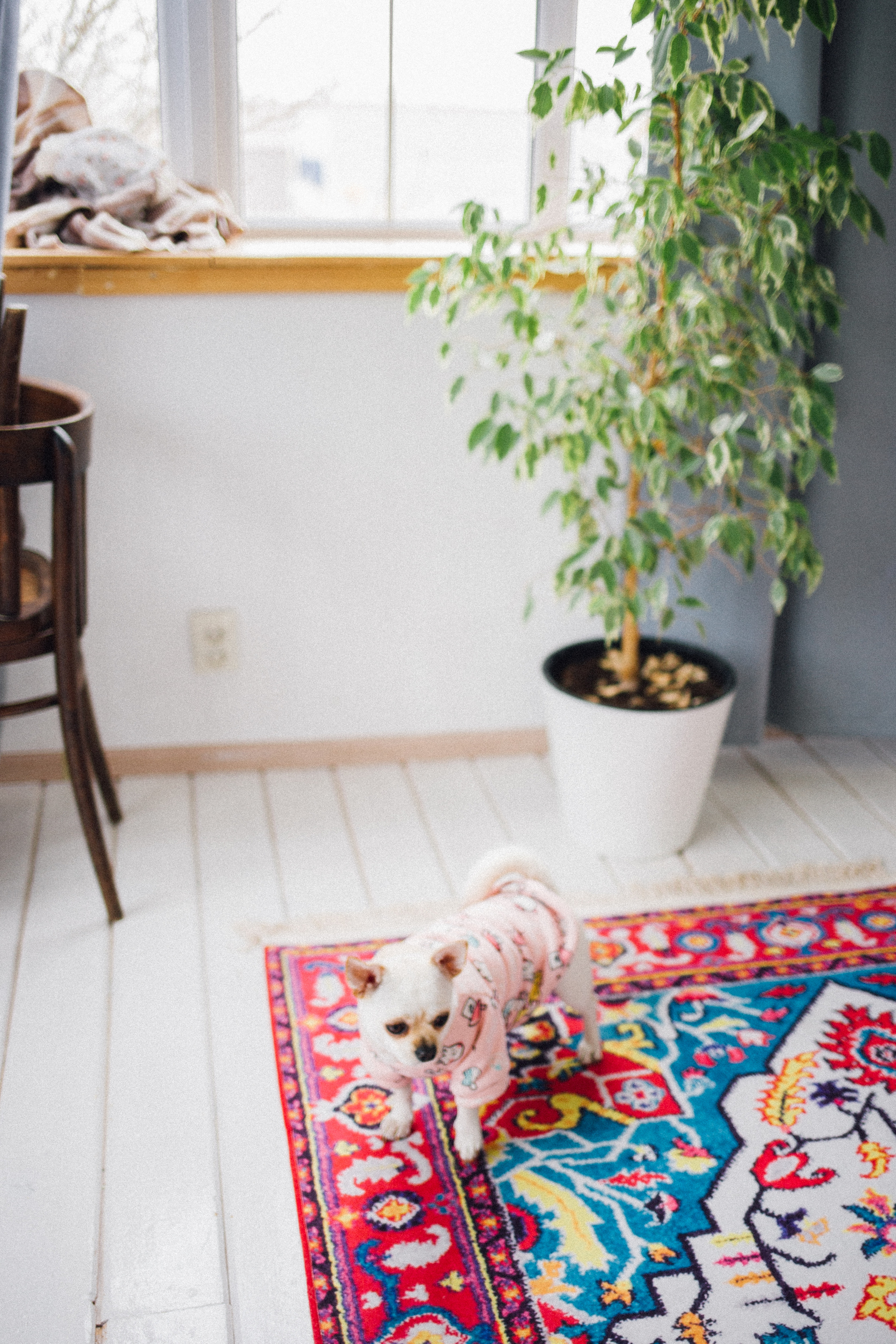 Миша, Даша и Бося. Фотограф в Волгограде Карина Хлебушкина