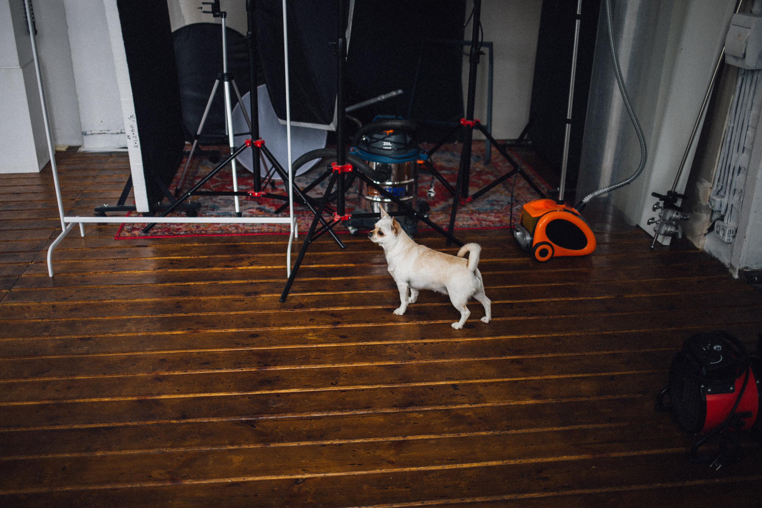 Миша, Даша и Бося. Фотограф в Волгограде Карина Хлебушкина