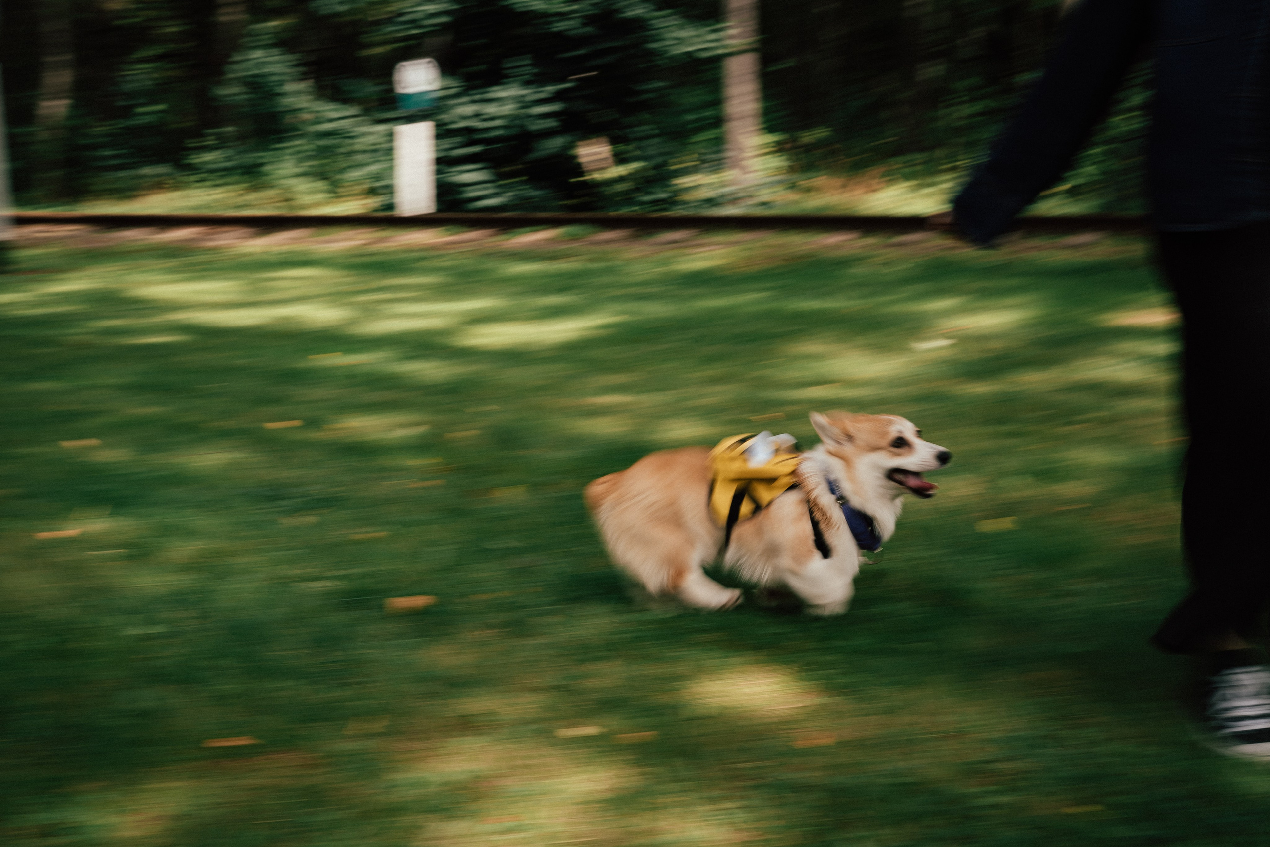 Фотосессия с собакой сахалин. Фотограф сахалин