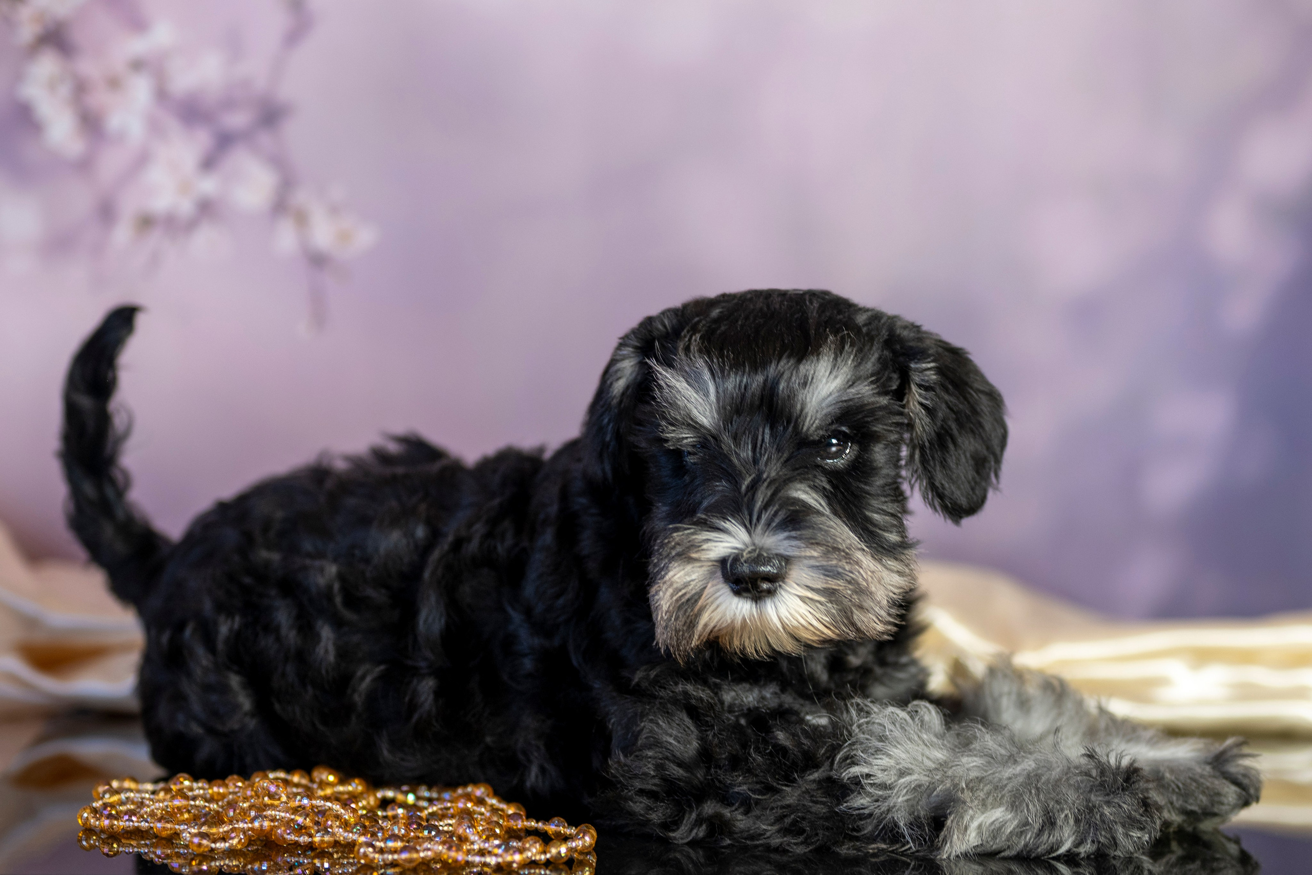 Маленькие цверги. Фотограф анималист в Санкт-Петербурге Таша Крейв