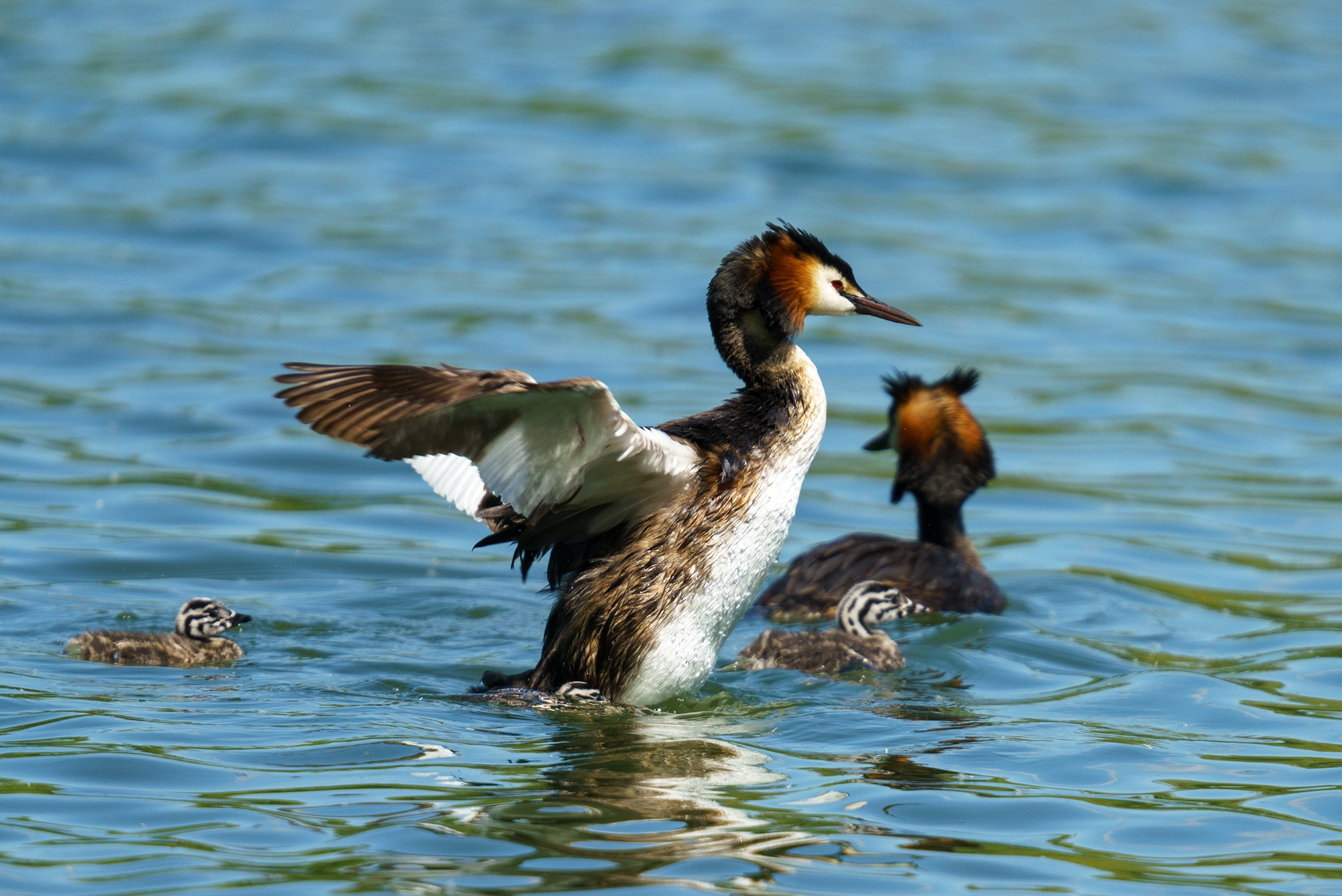 Удивительные мир птиц. Вокруг нас столько прекрасного — присмотритесь!. Ваш личный фотограф Марина Волкова