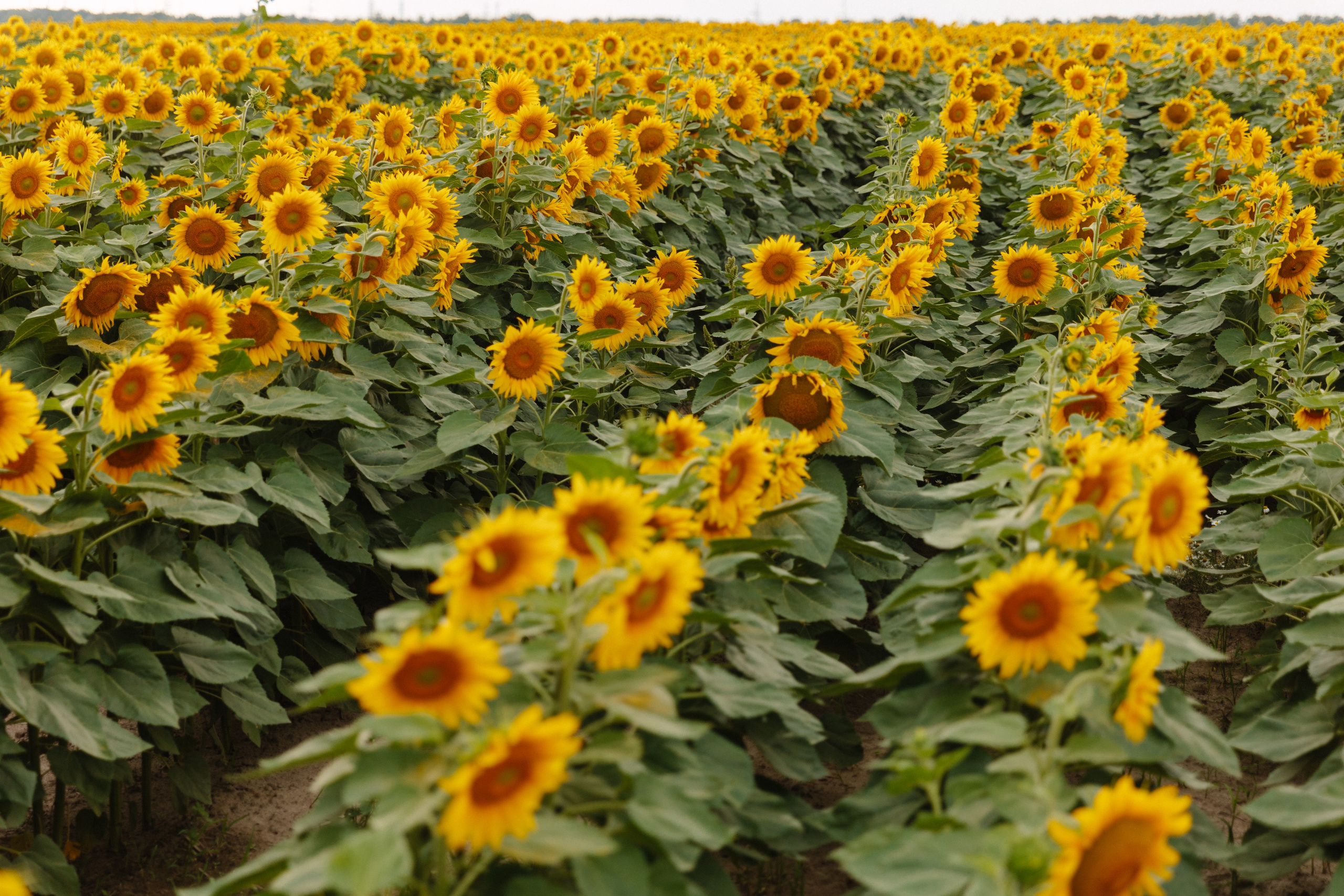 Подсолнухи. Dima Lemeshevsky