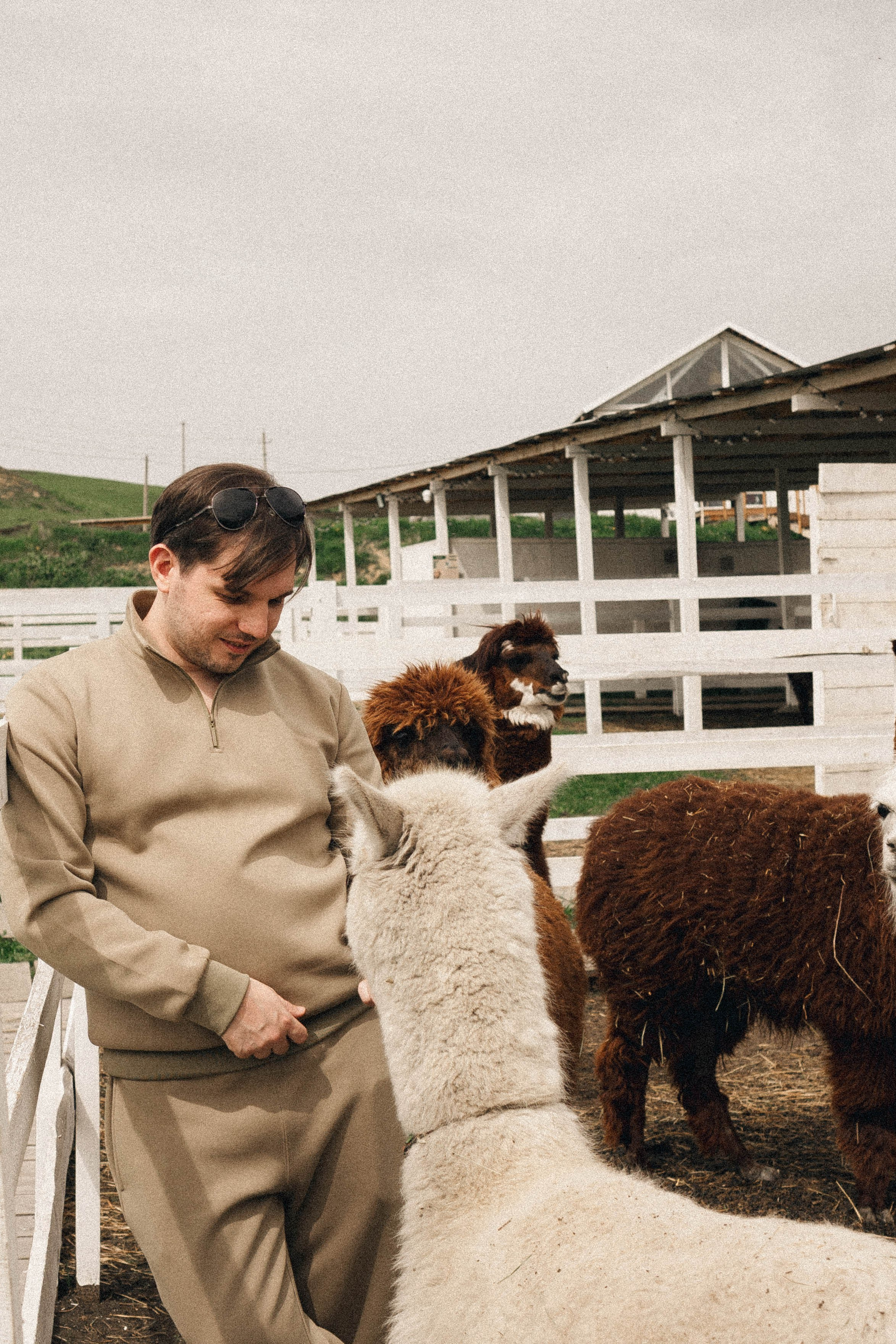 Ферма Альпак. Профессиональный фотограф, Санкт-Петербург — Виктория Богомолова