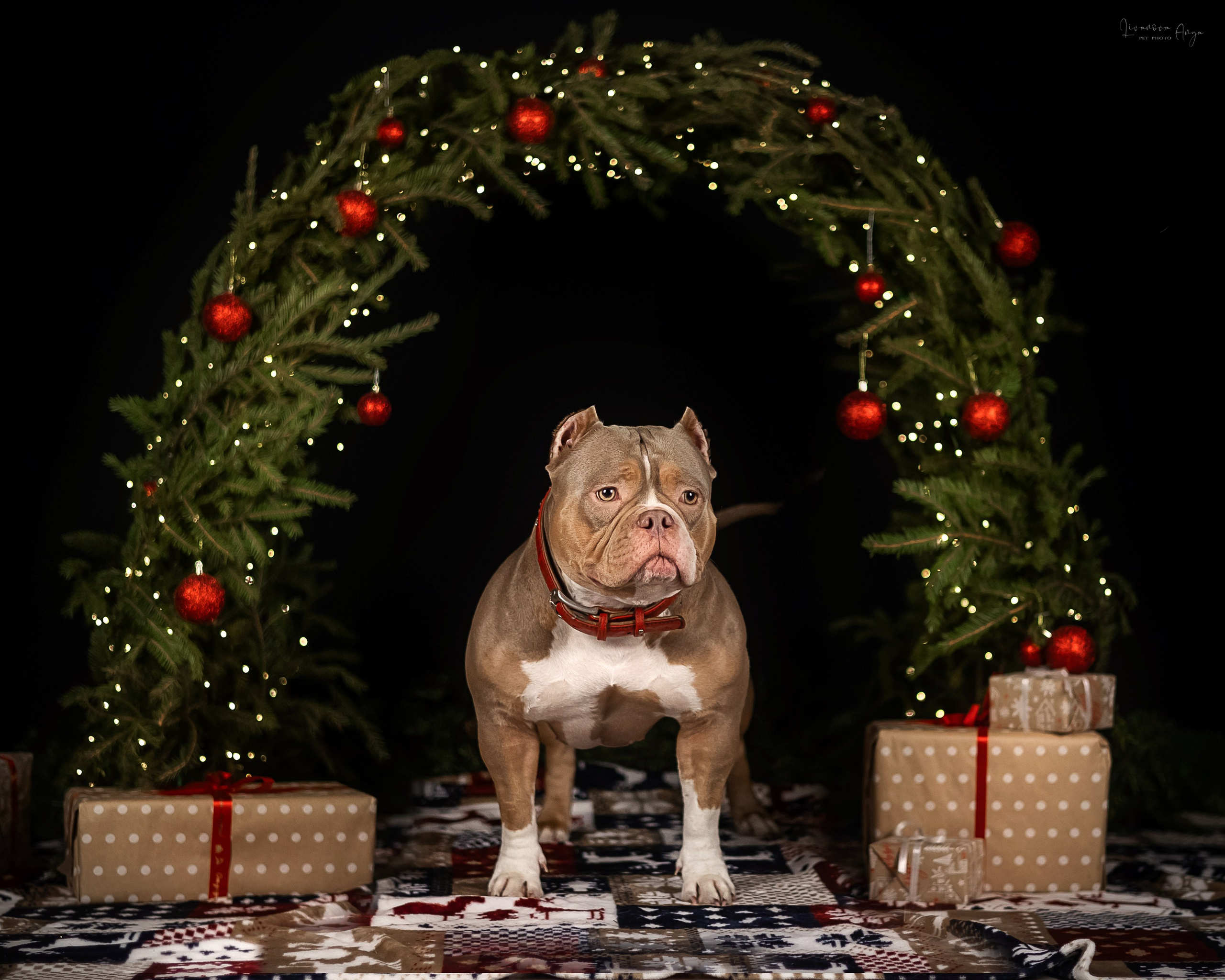 Фотодень_2 2025. Фотограф анималист Аня Ливанова | Рыбинск