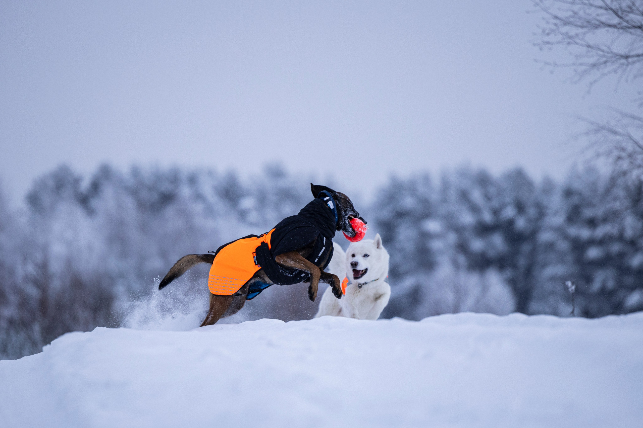 Рики и Гаруда. Фотограф-анималист Анна Маринич